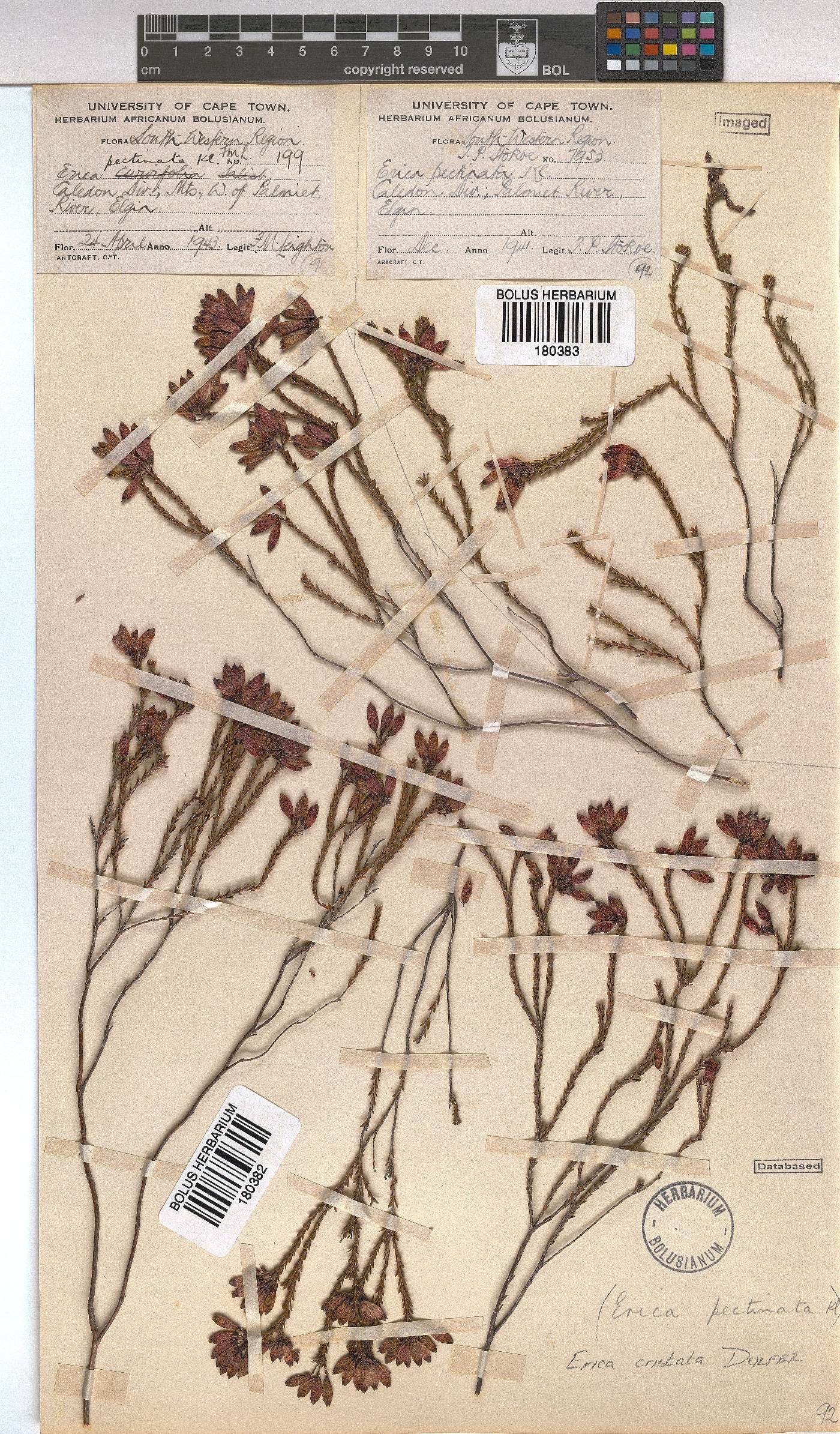 Erica cristata image