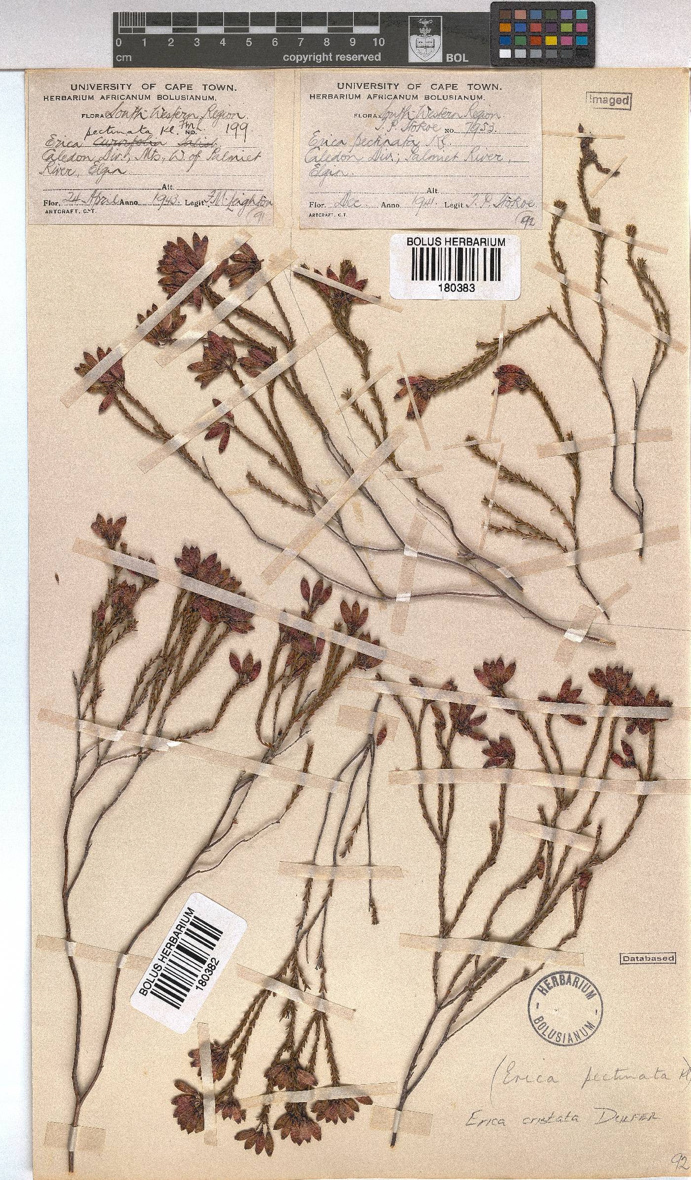 Erica cristata image