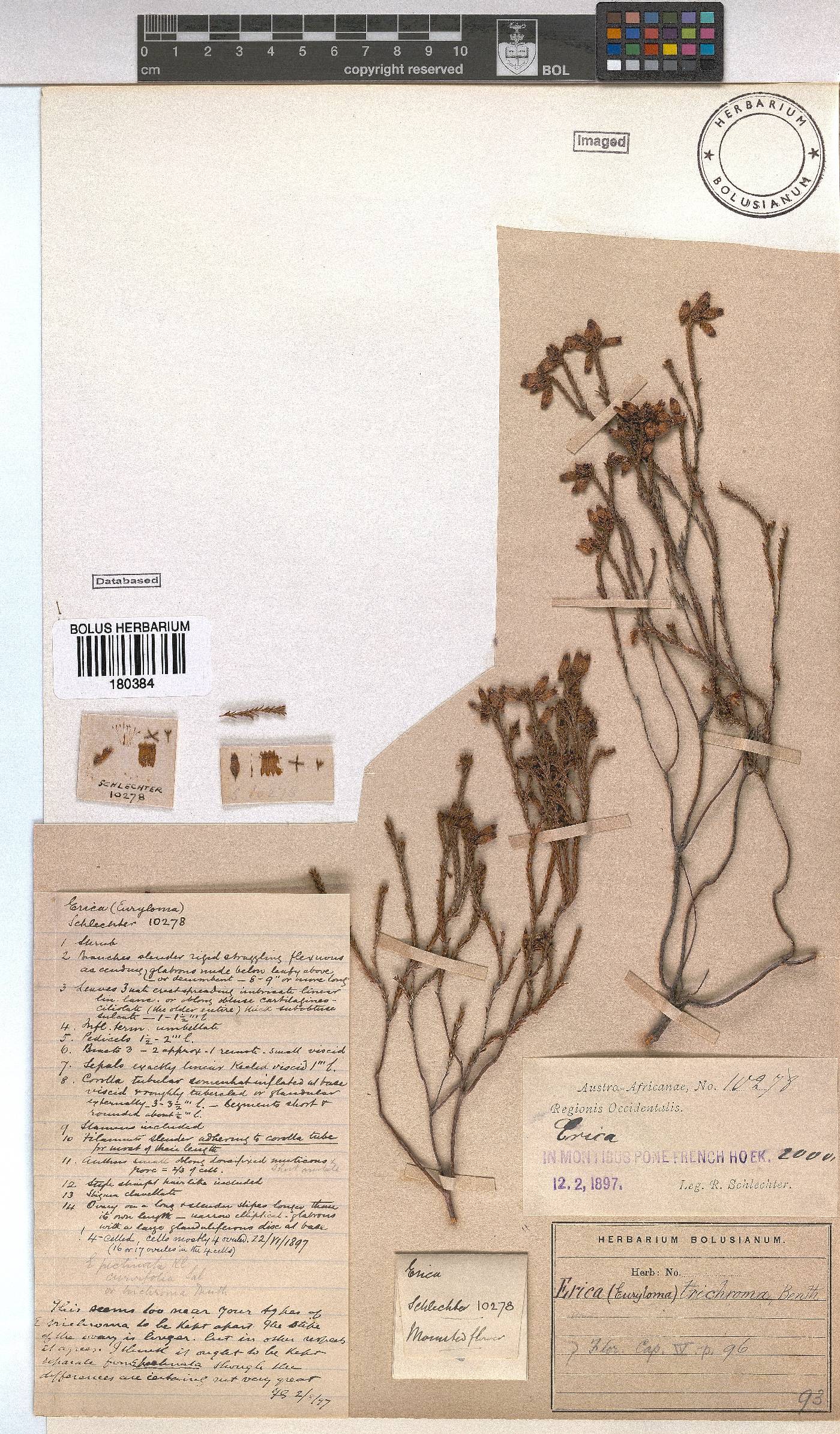 Erica trichroma image