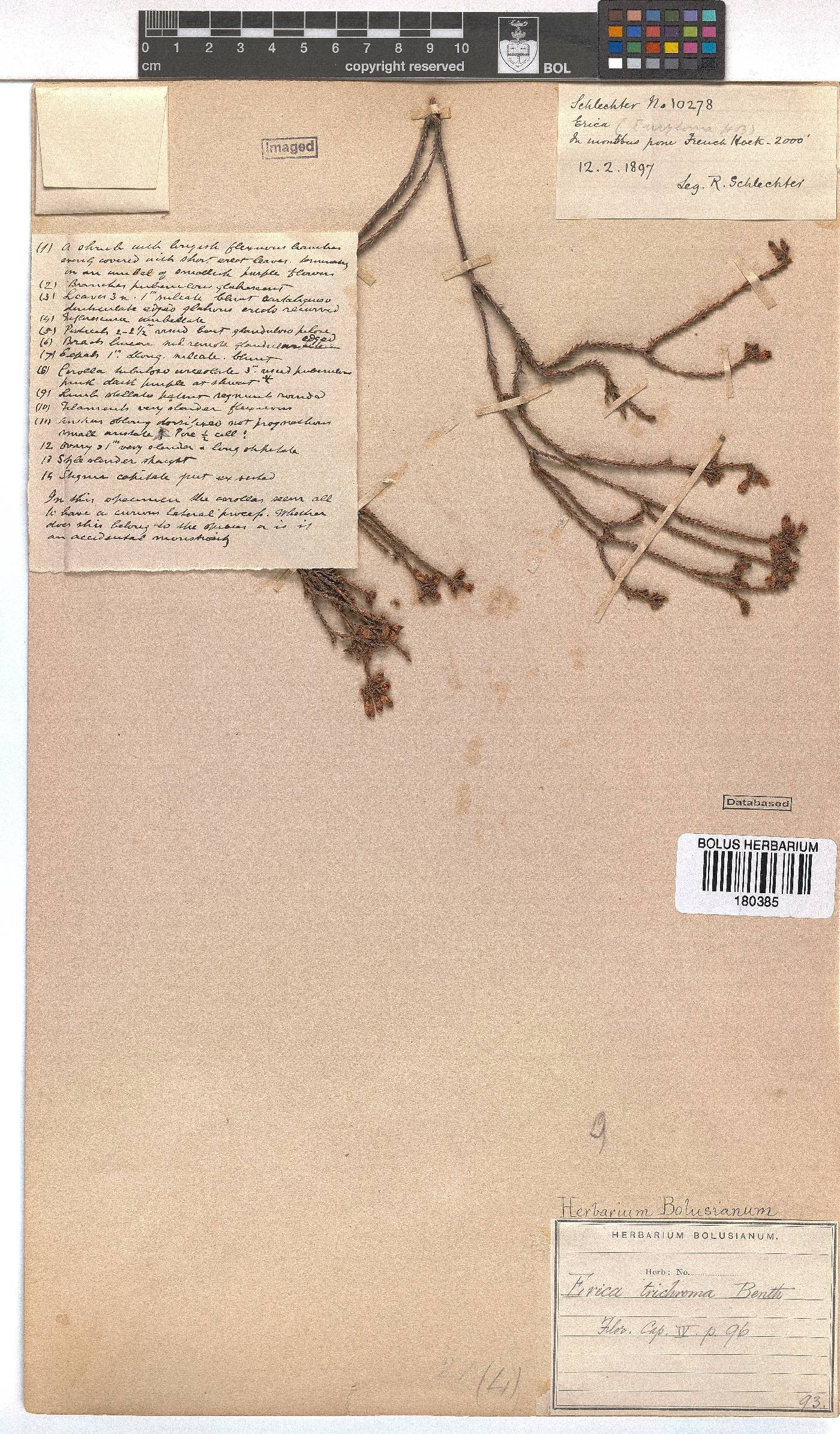 Erica trichroma image