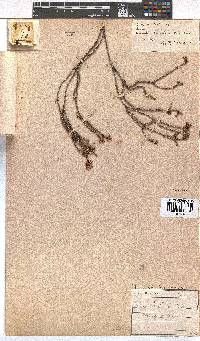 Erica trichroma image