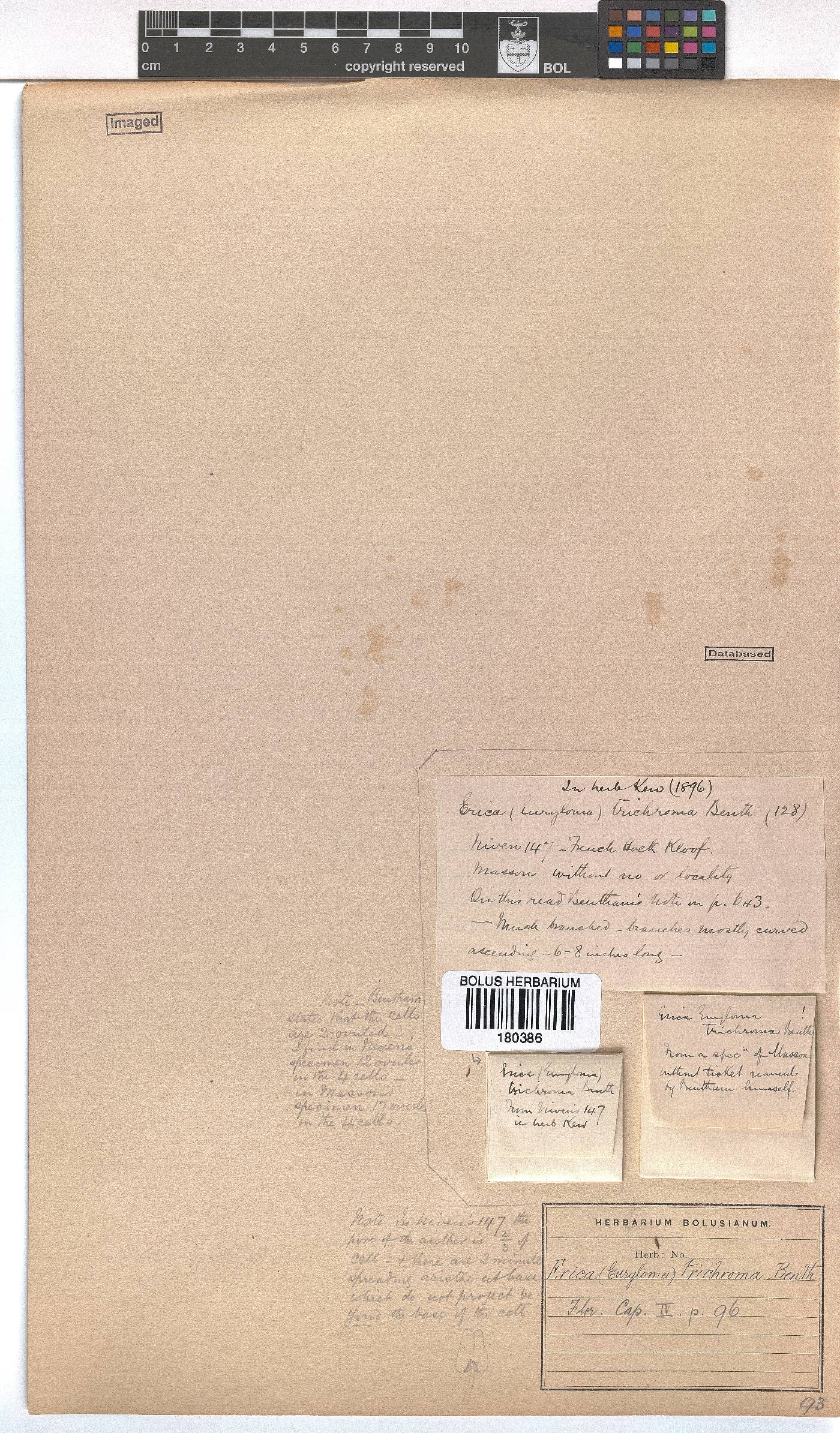 Erica trichroma image