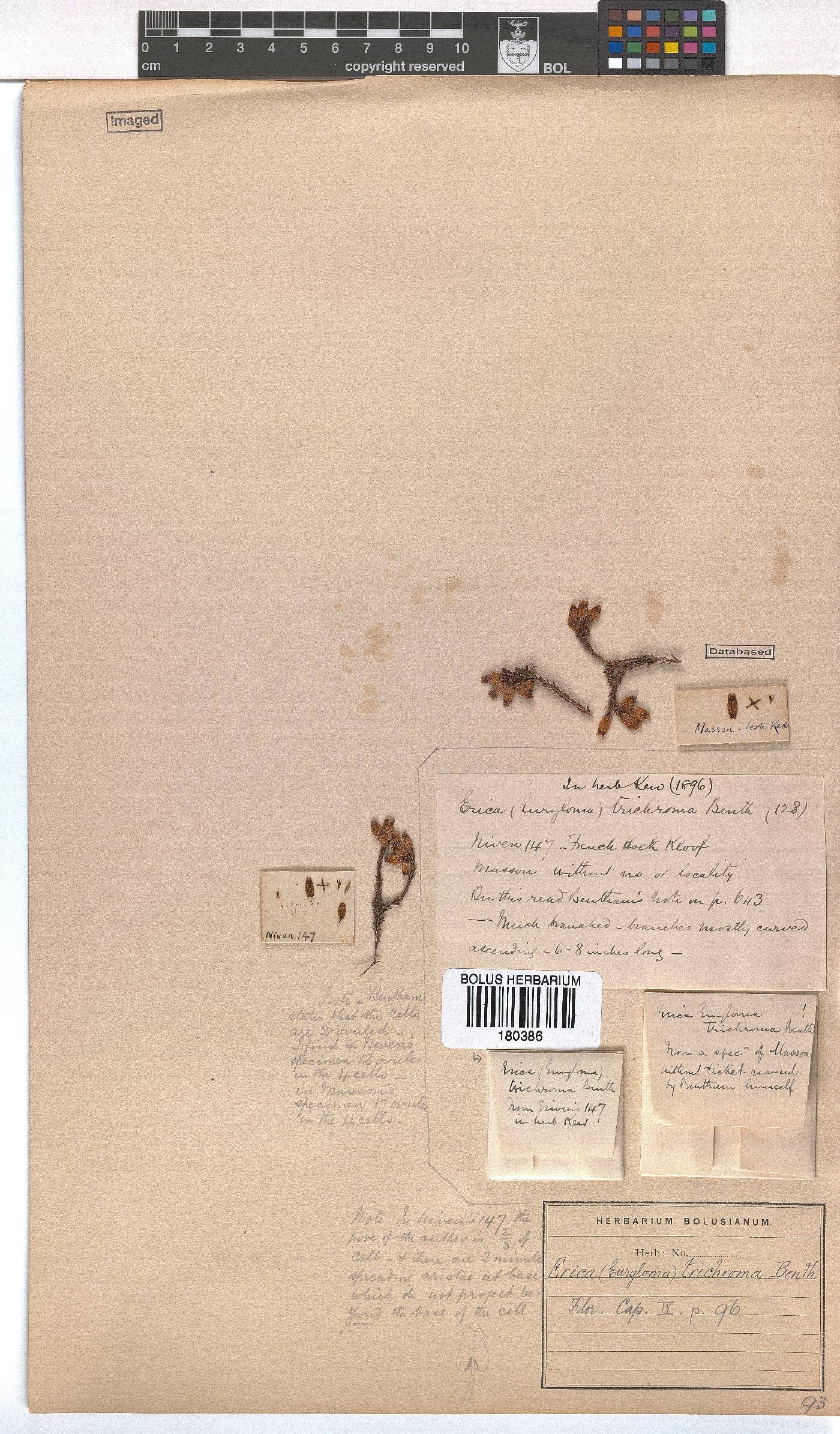 Erica trichroma image