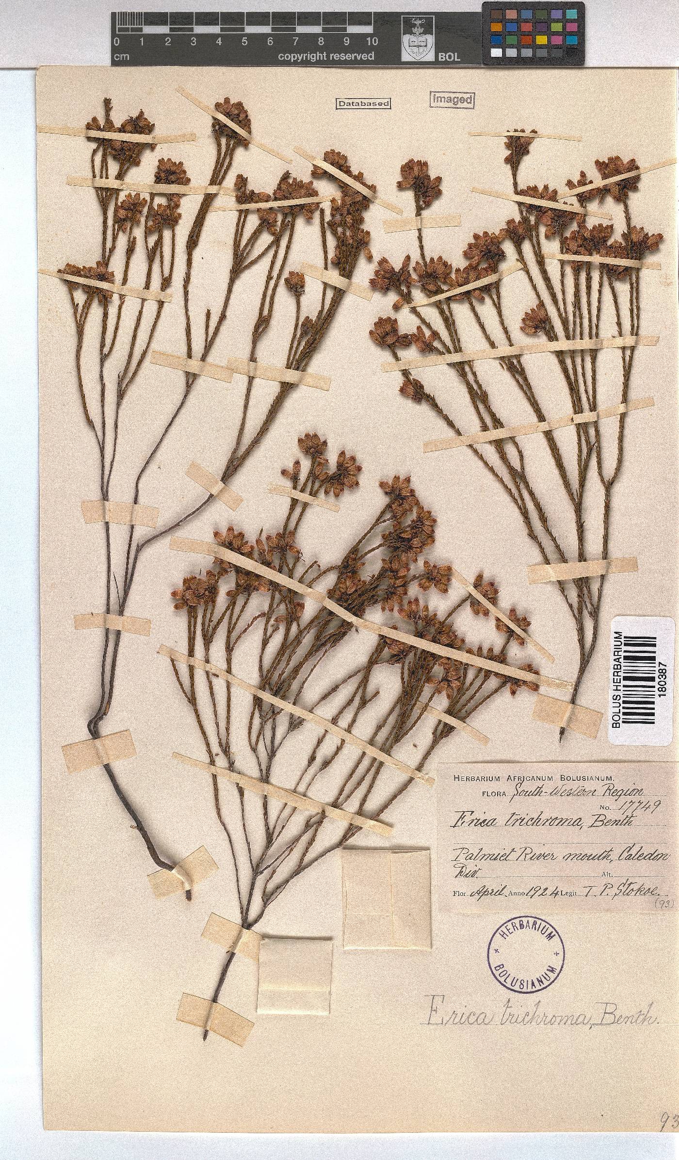 Erica trichroma image