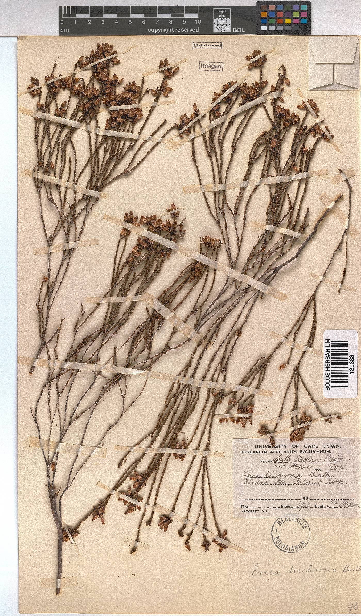 Erica trichroma image