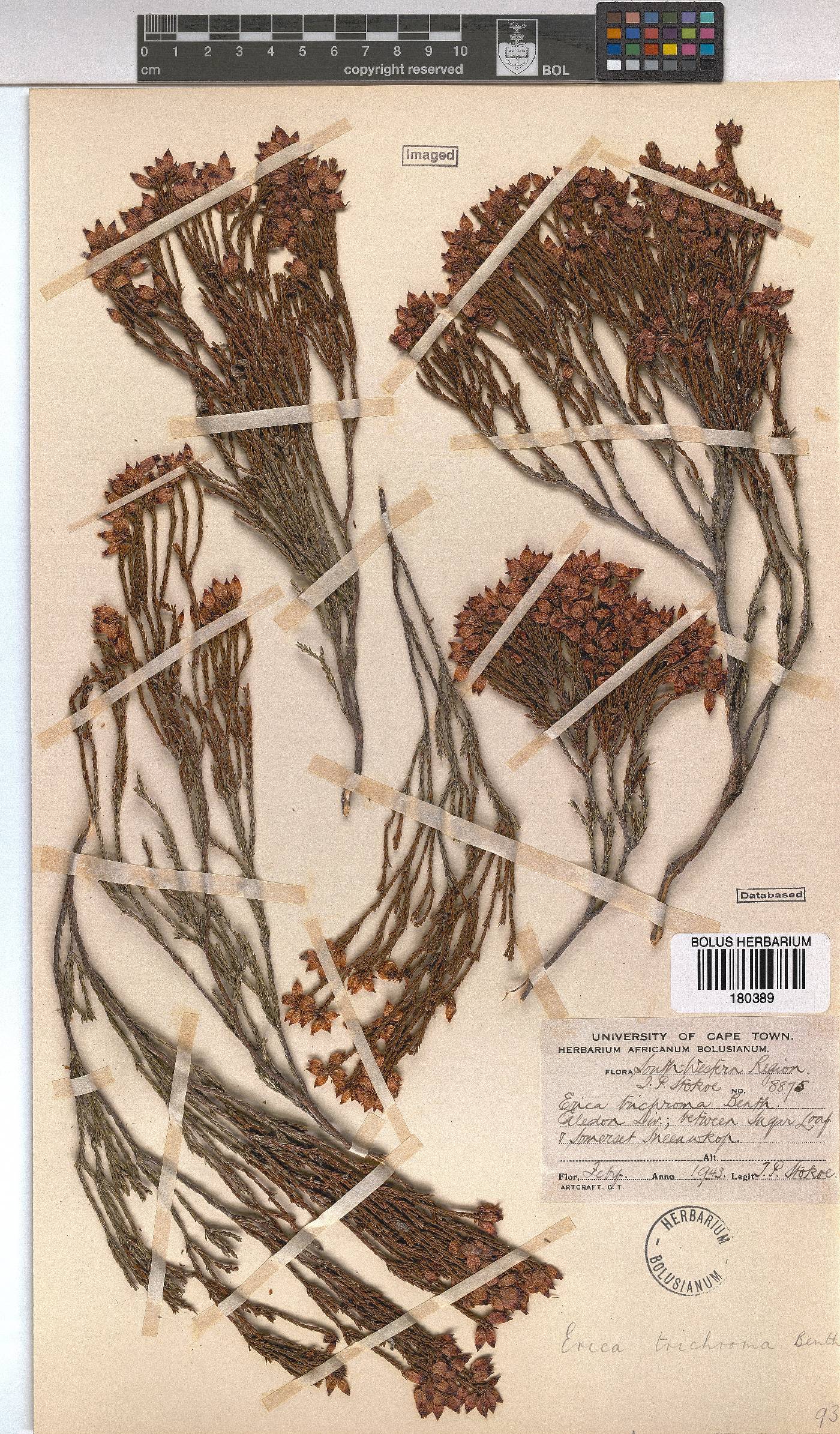 Erica trichroma image