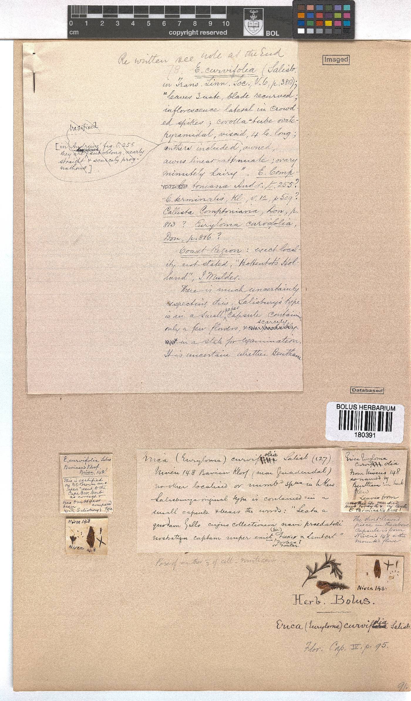 Erica curvifolia var. zeyheri image