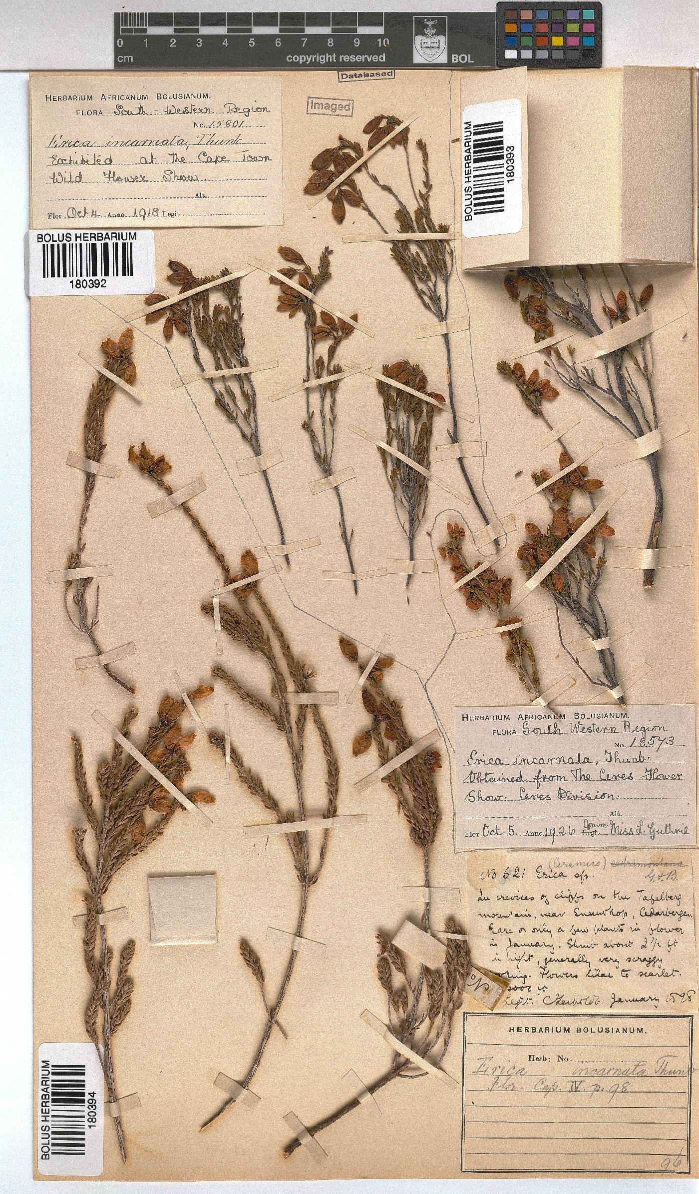 Erica incarnata image