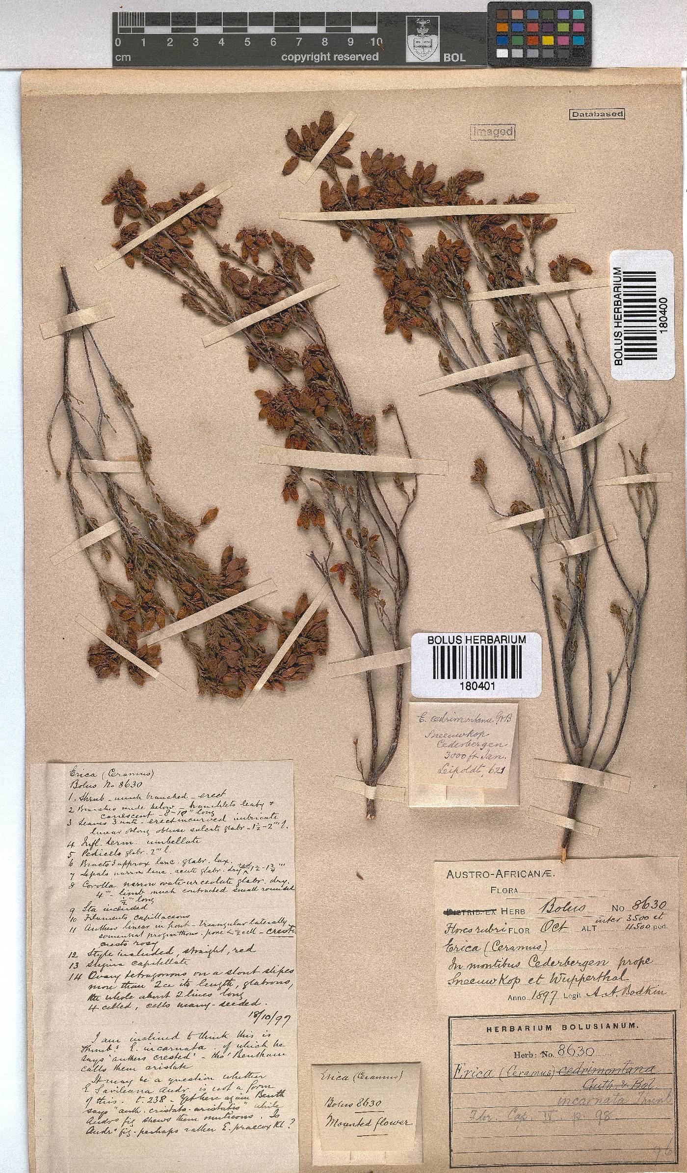 Erica incarnata image