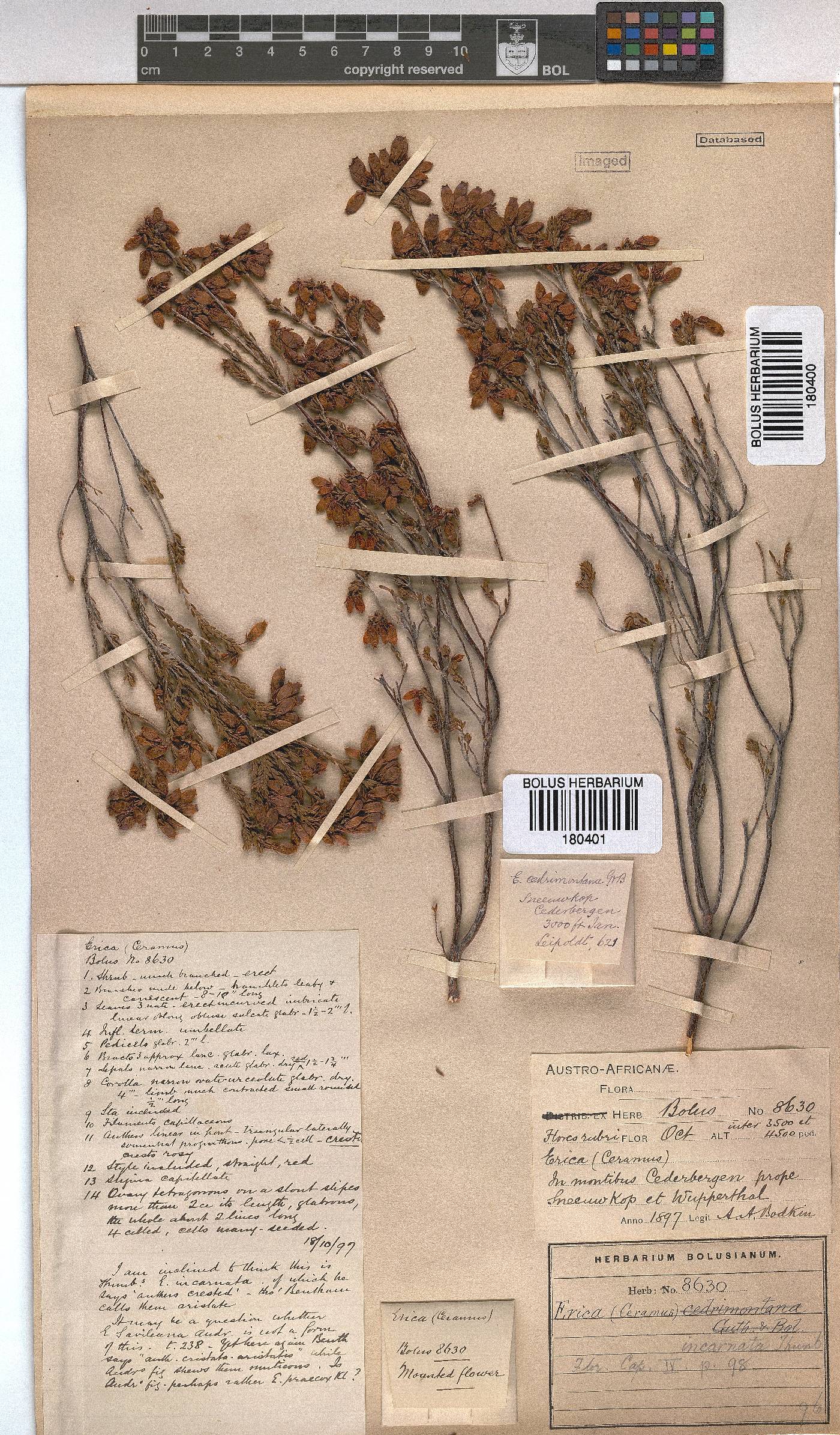 Erica incarnata image