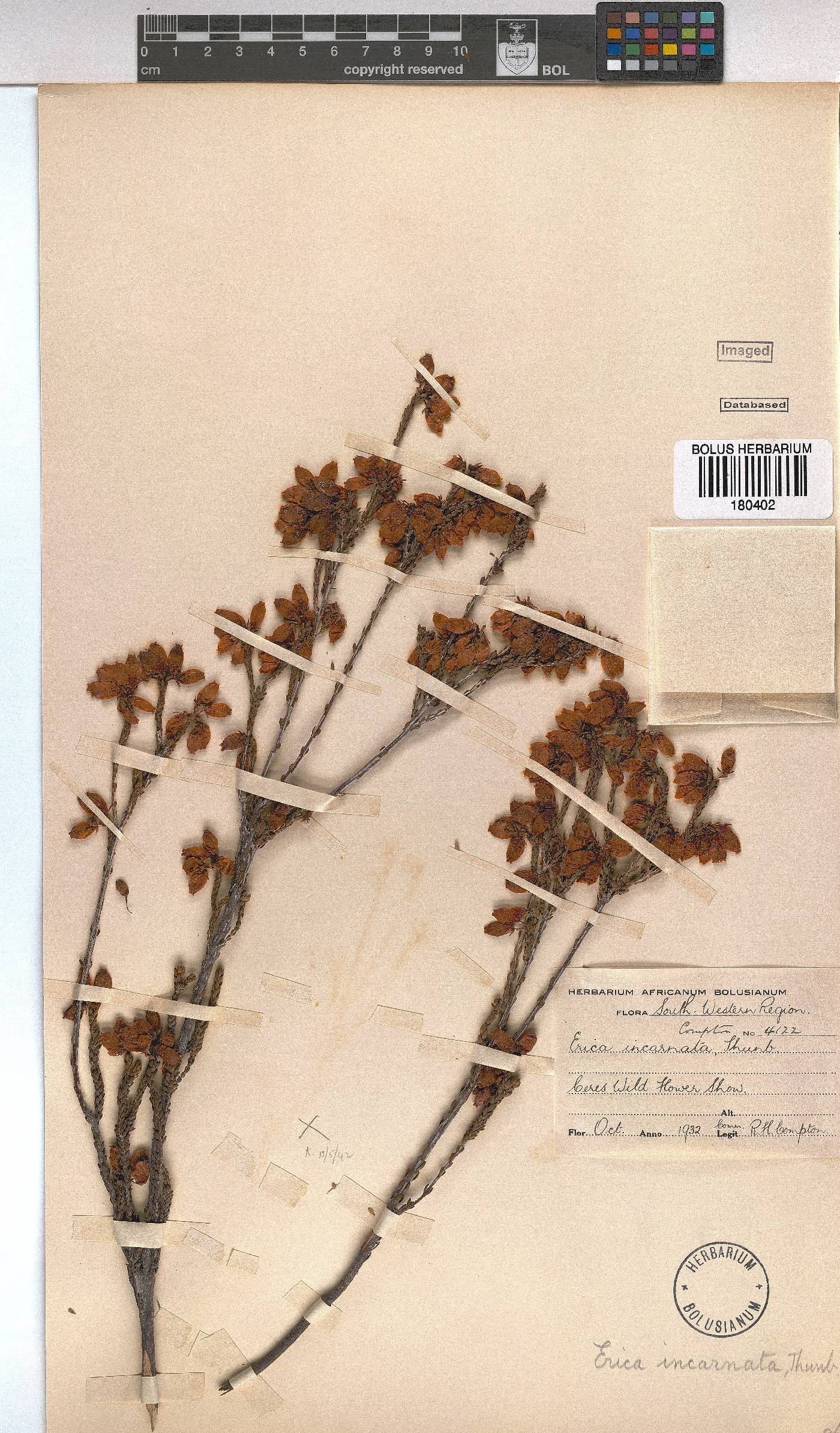 Erica incarnata image