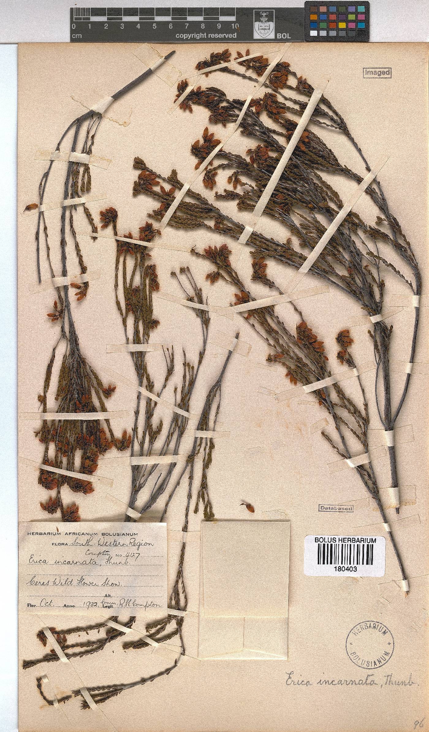 Erica incarnata image