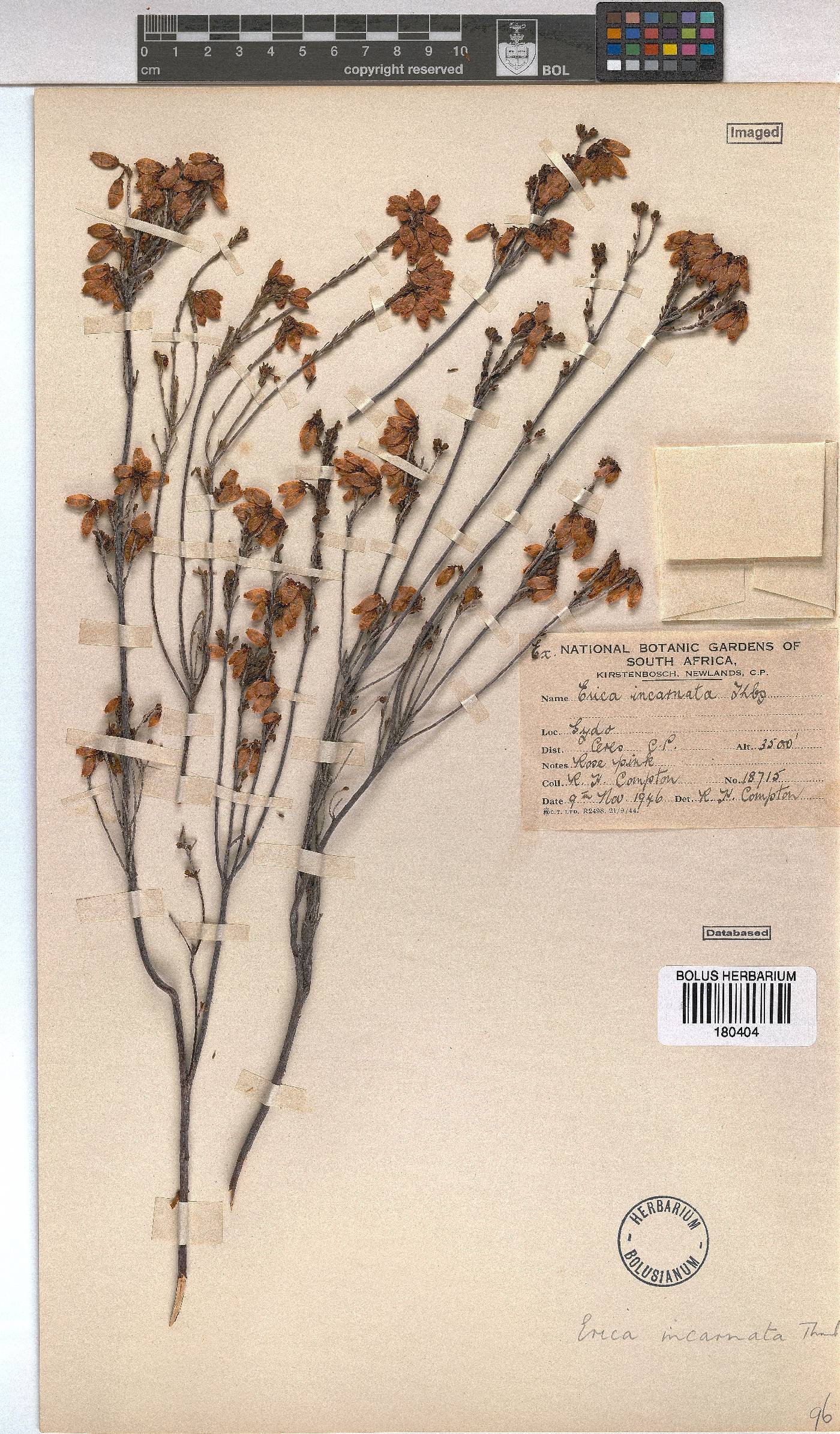 Erica incarnata image