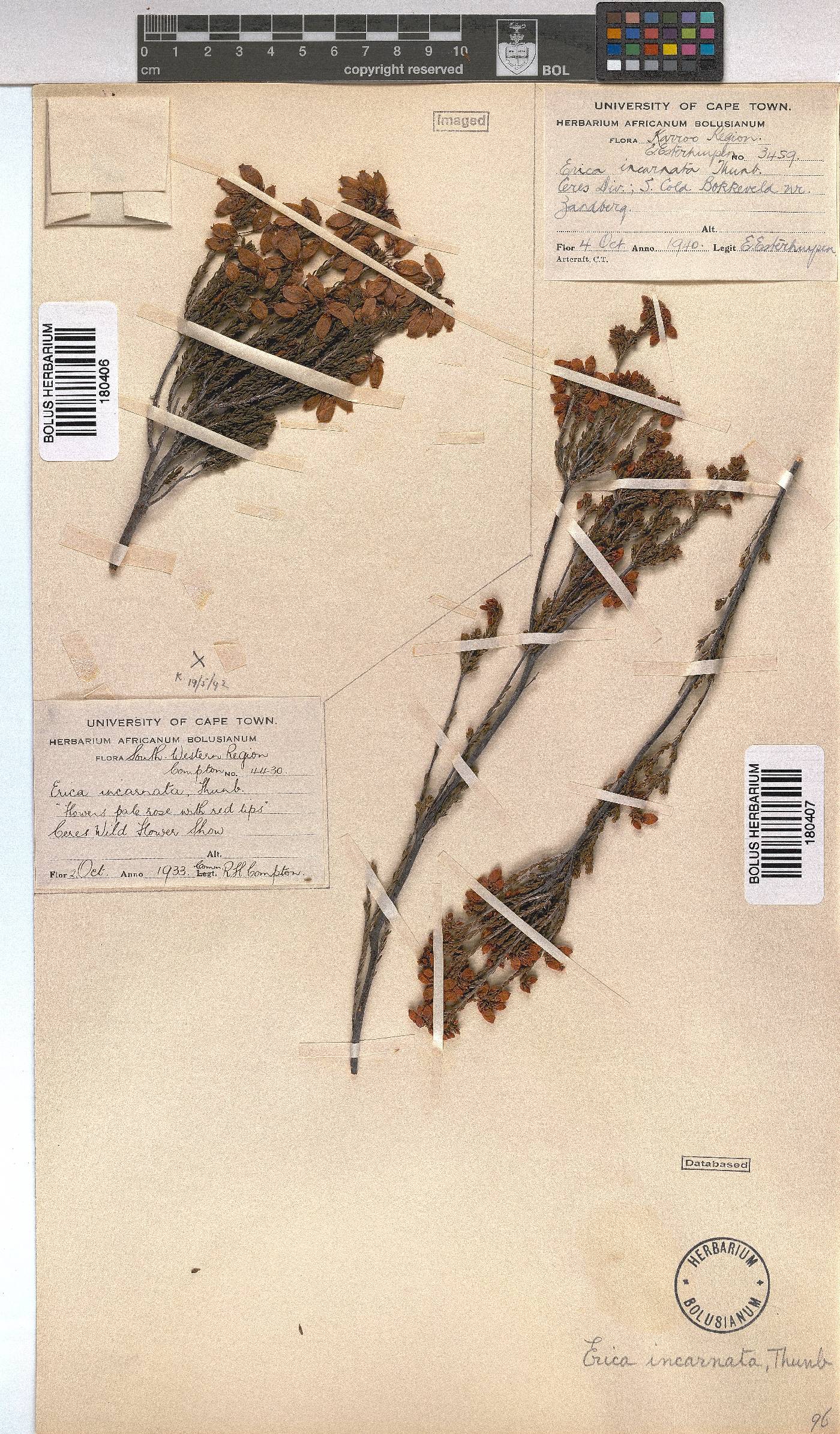 Erica incarnata image