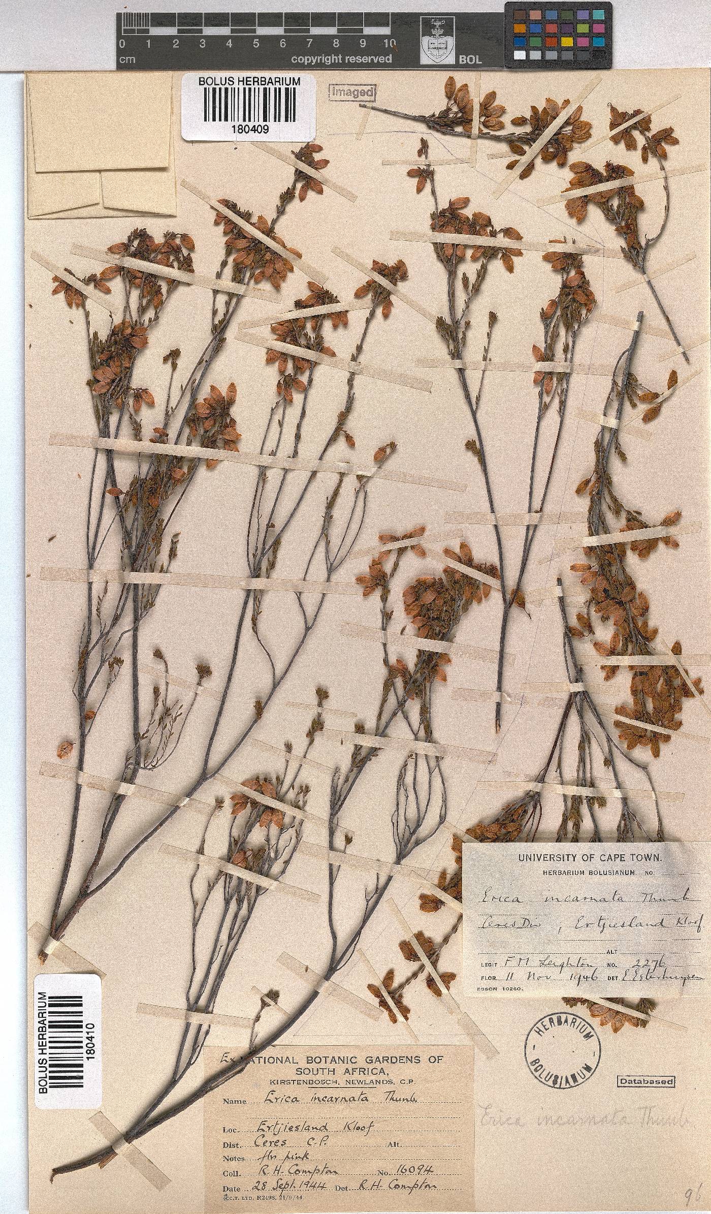 Erica incarnata image