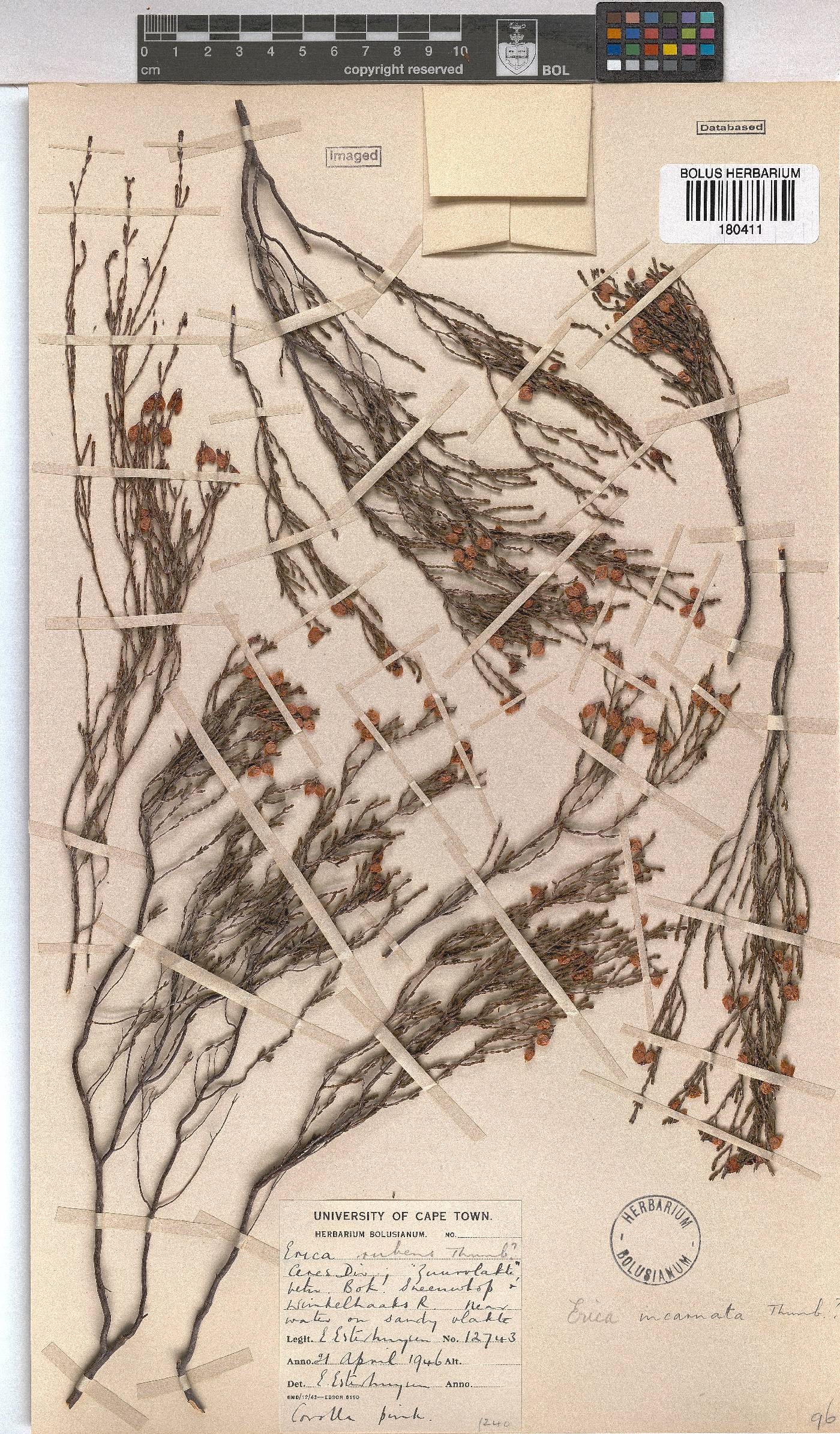 Erica incarnata image