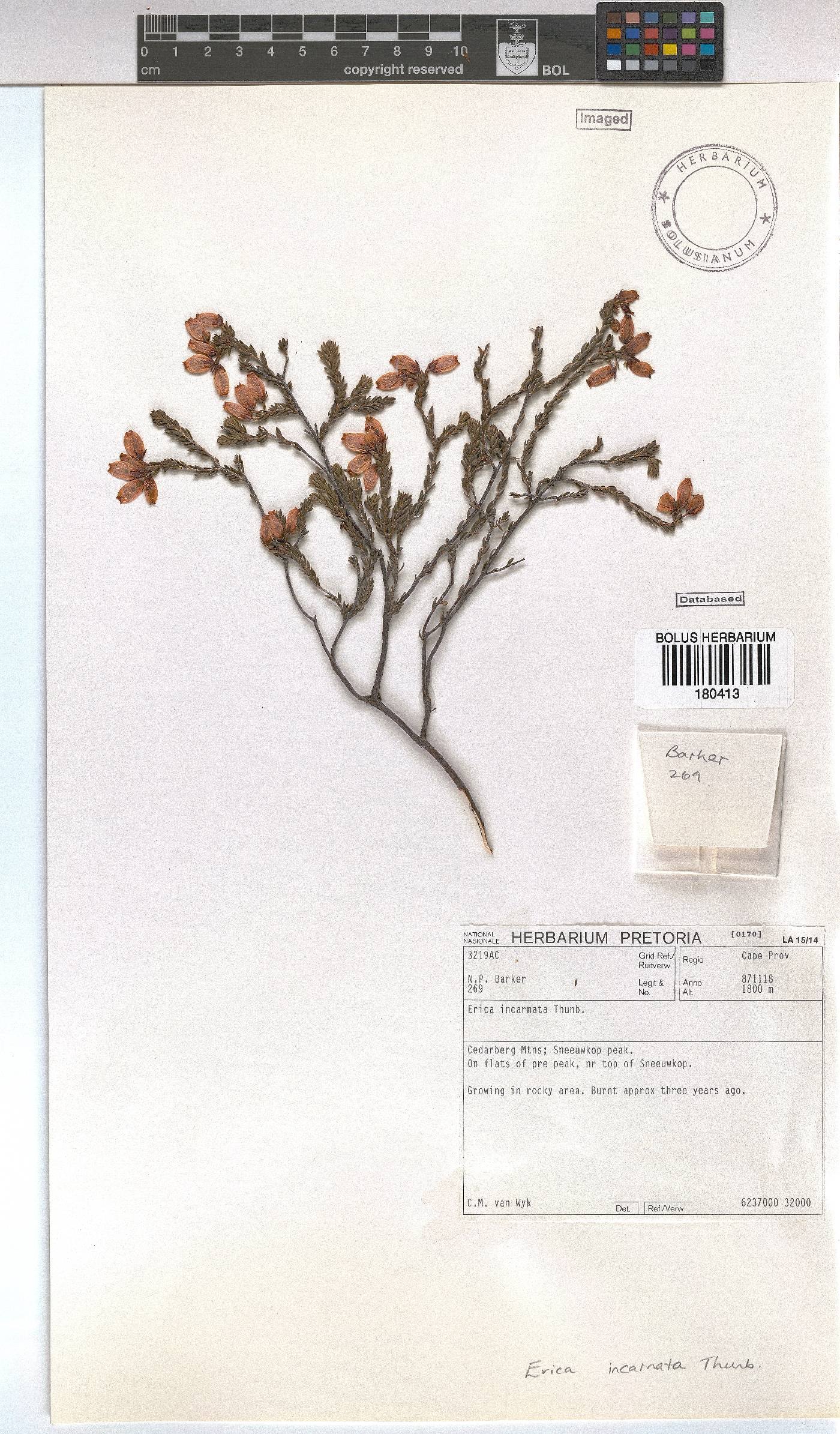 Erica incarnata image
