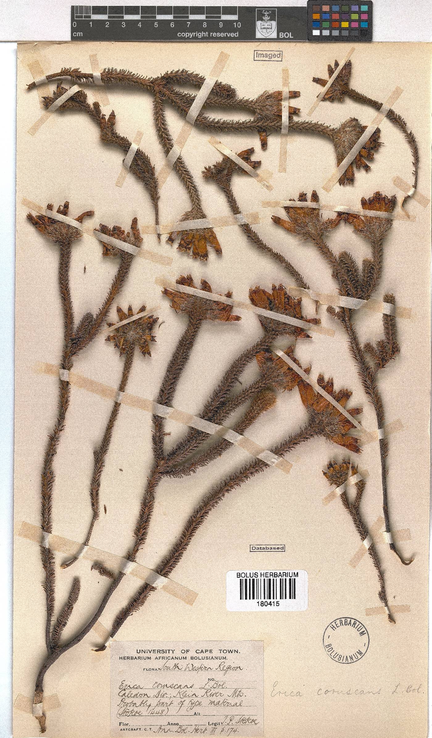 Erica aristata image