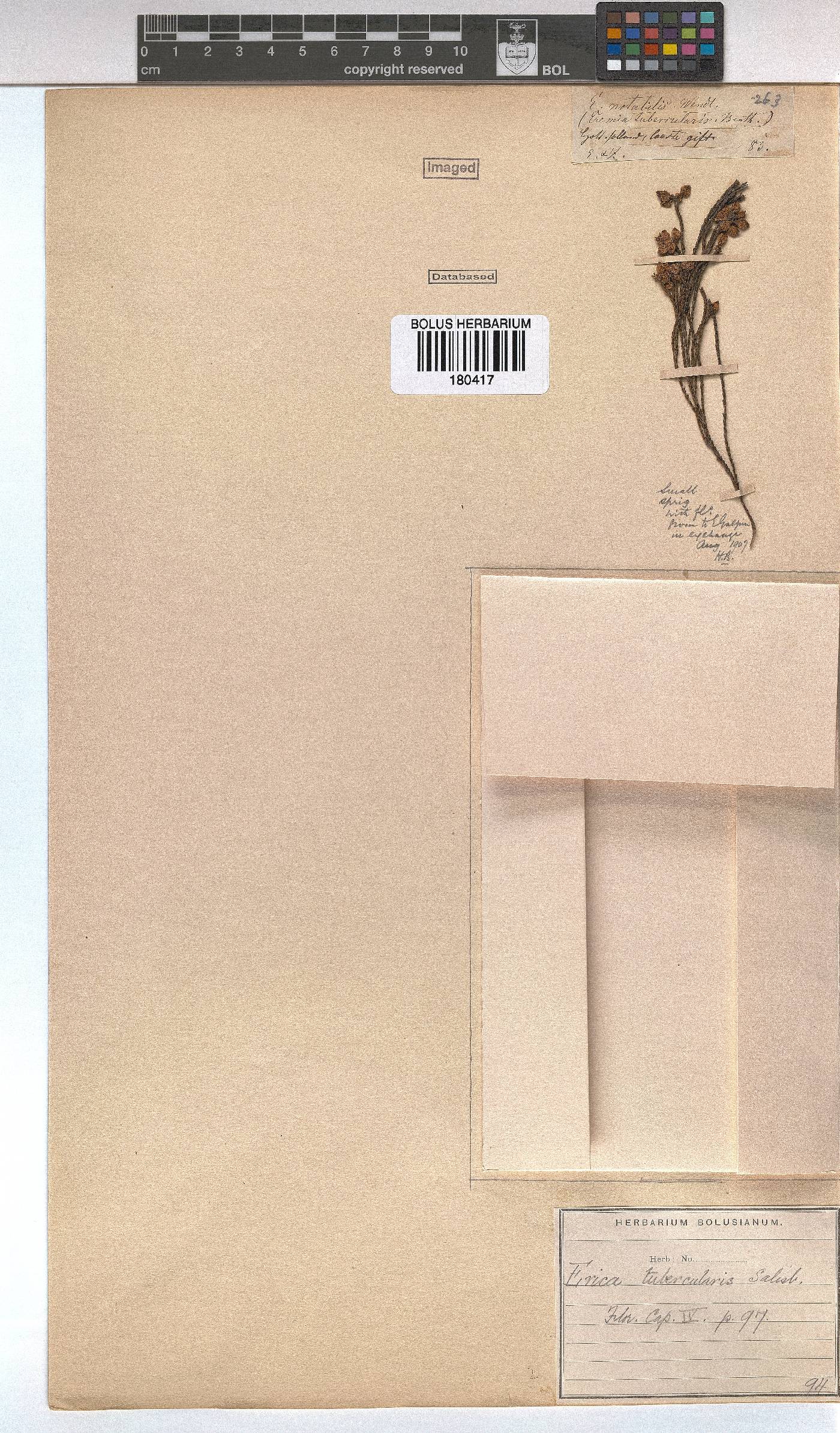 Erica tubercularis image