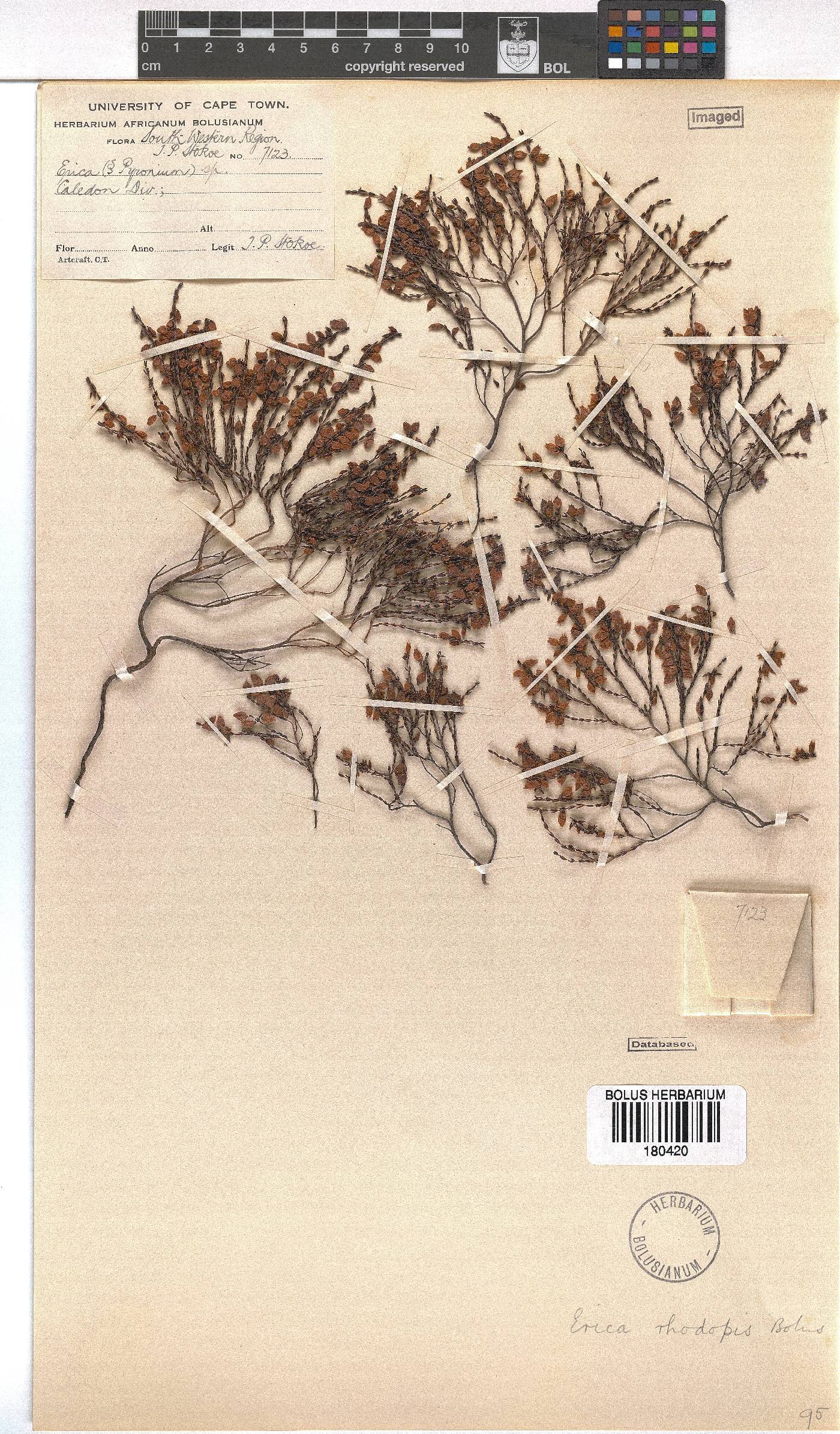 Erica rhodopis image