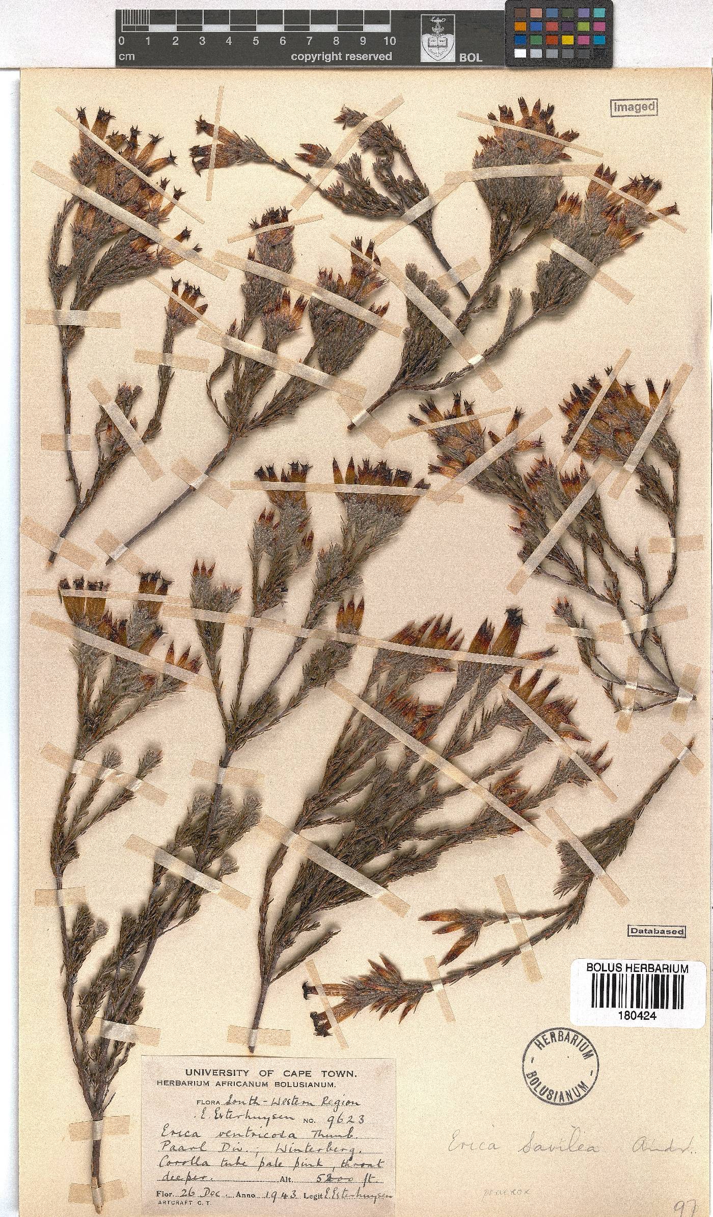 Erica savilea var. mutica image