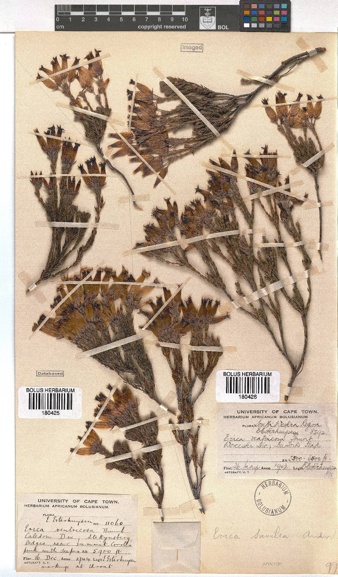 Erica savilea var. mutica image