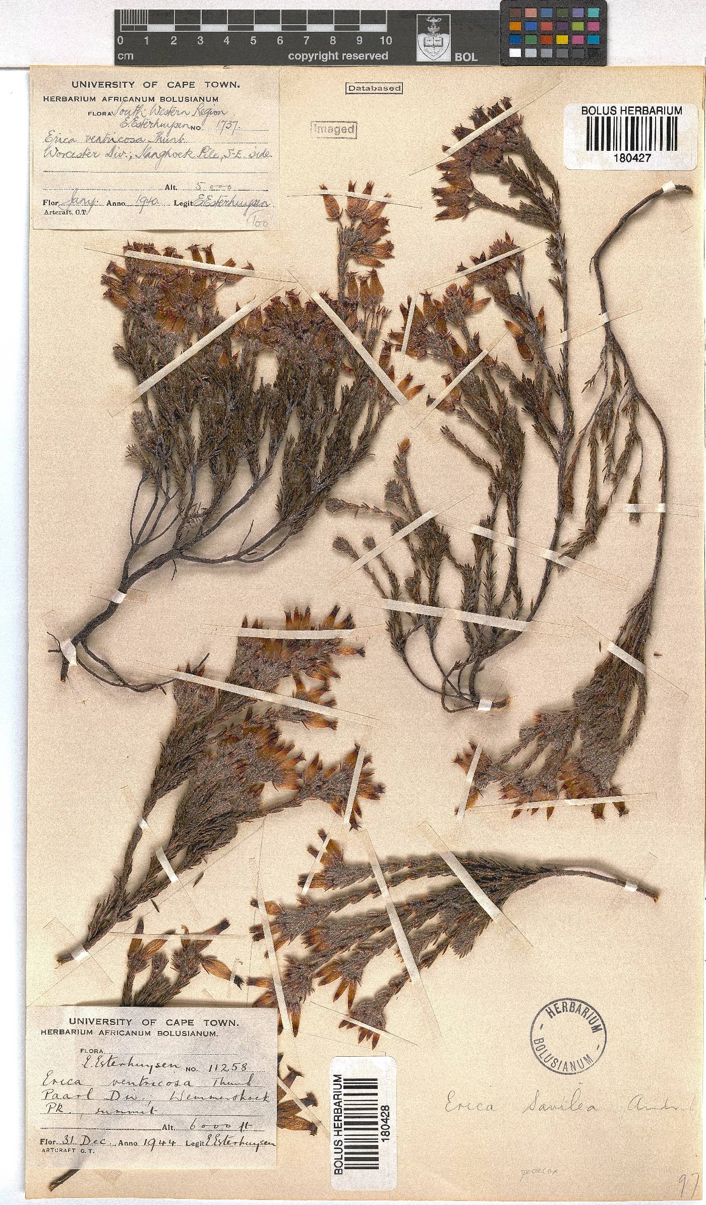 Erica savilea image