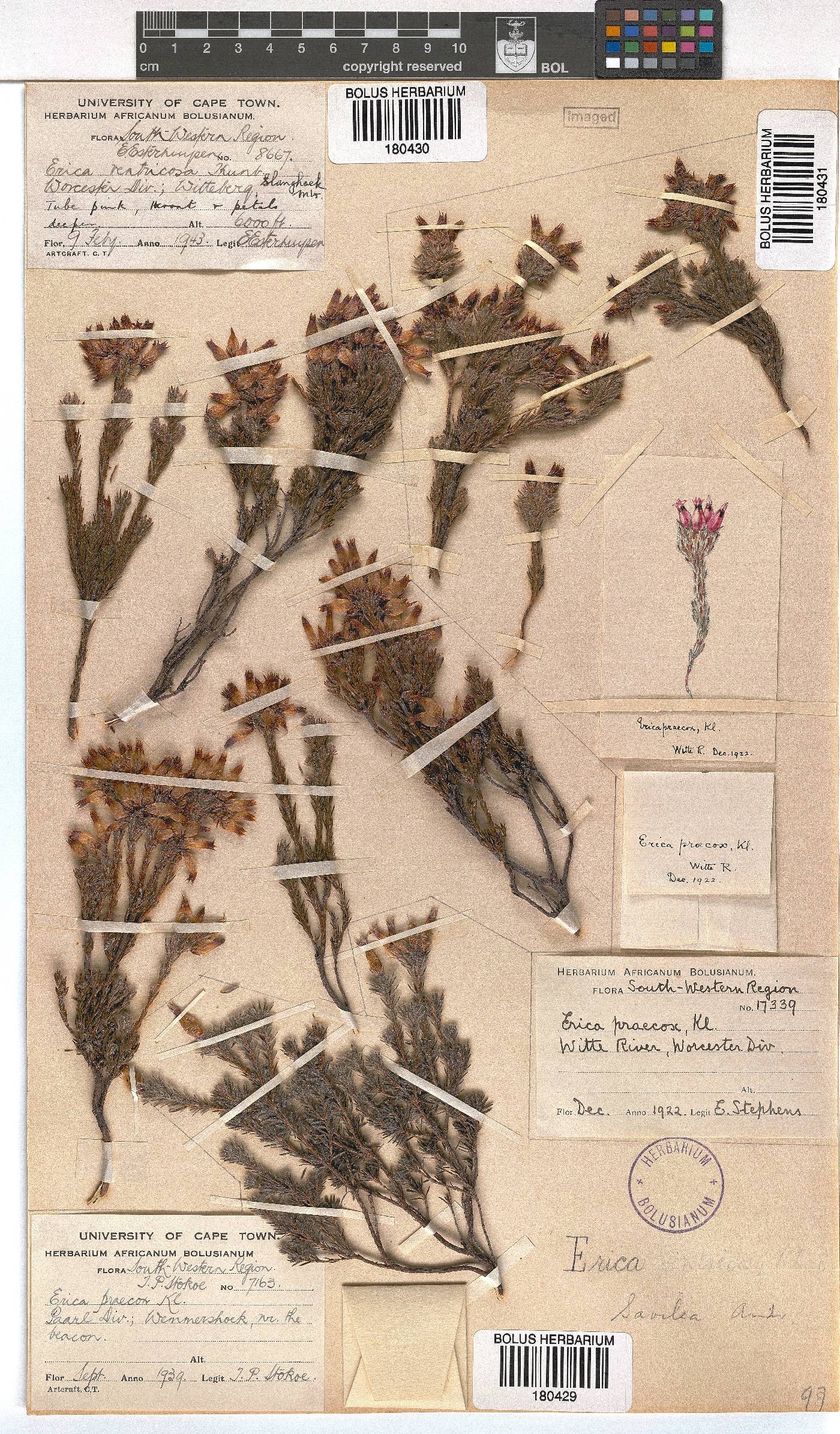 Erica savilea var. mutica image