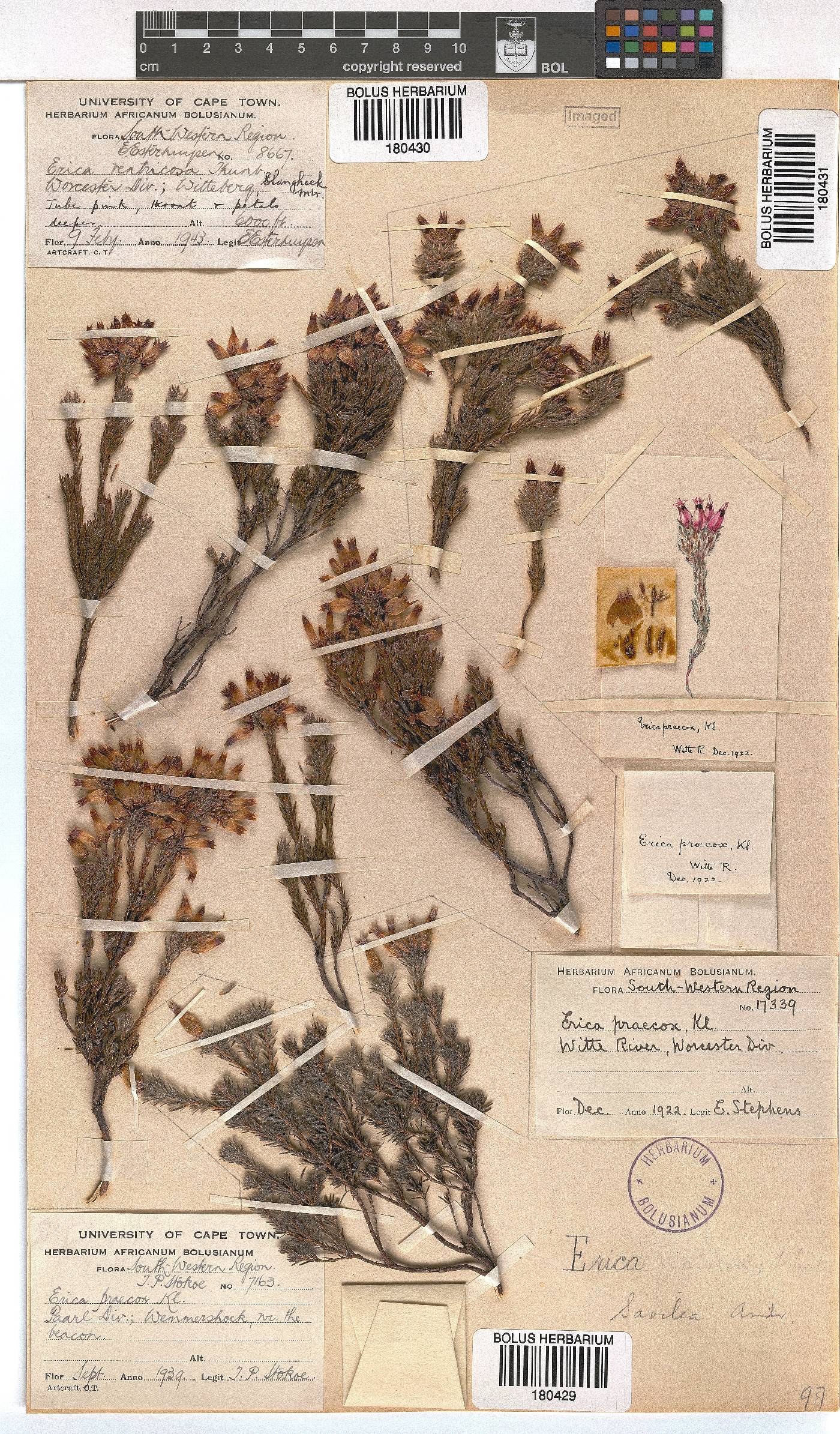 Erica savilea var. mutica image