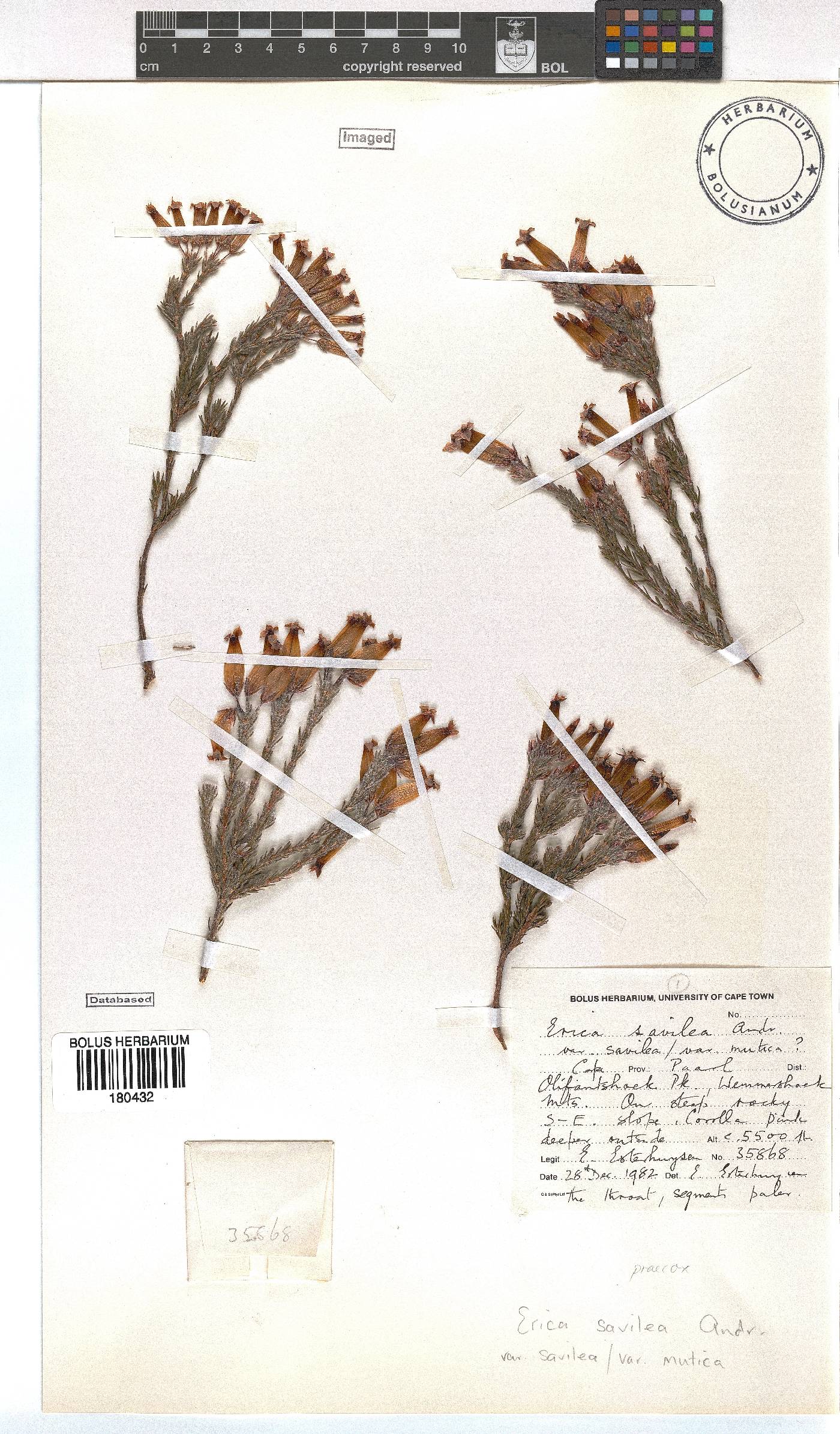 Erica savilea var. mutica image