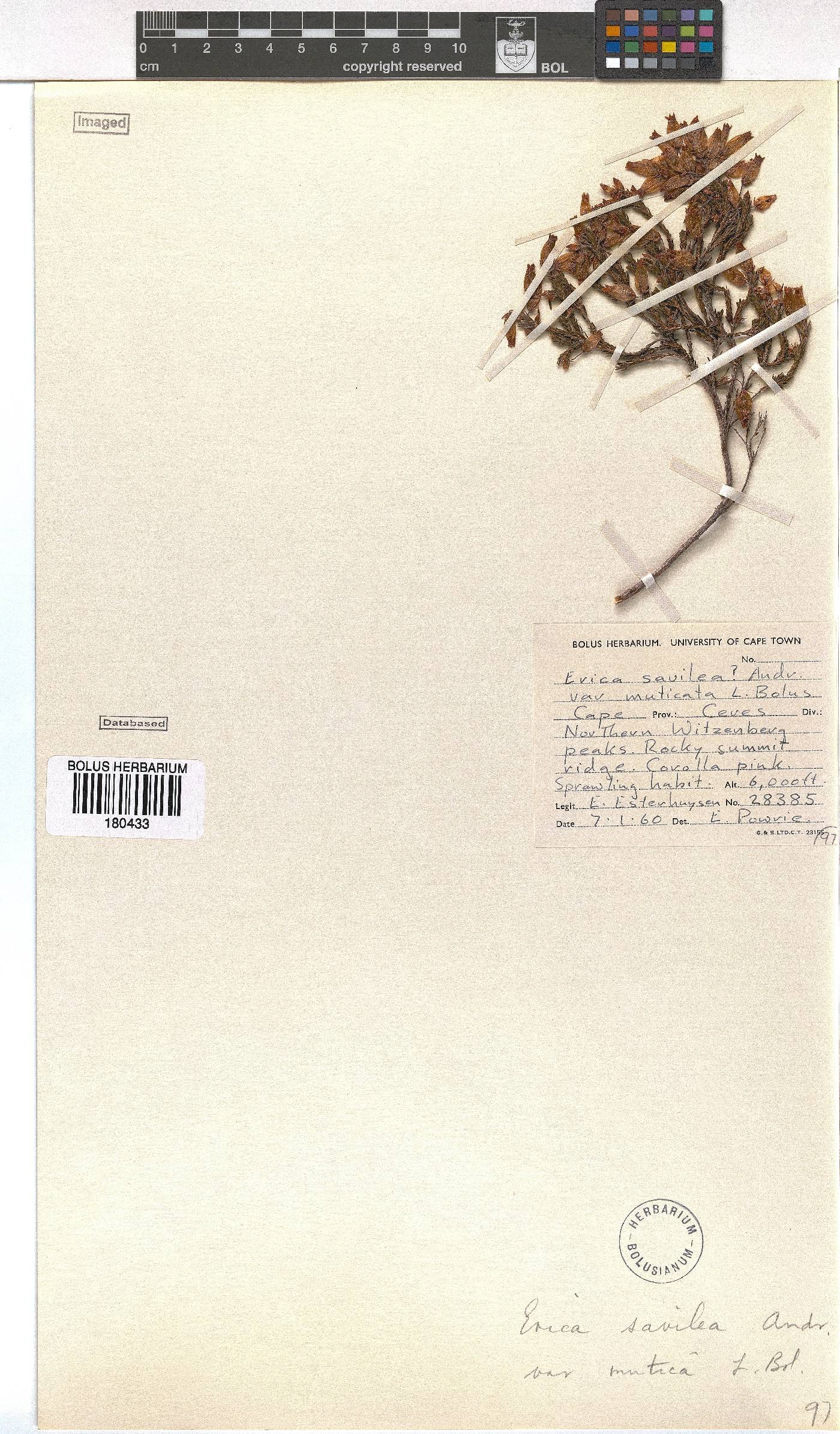 Erica savilea var. mutica image