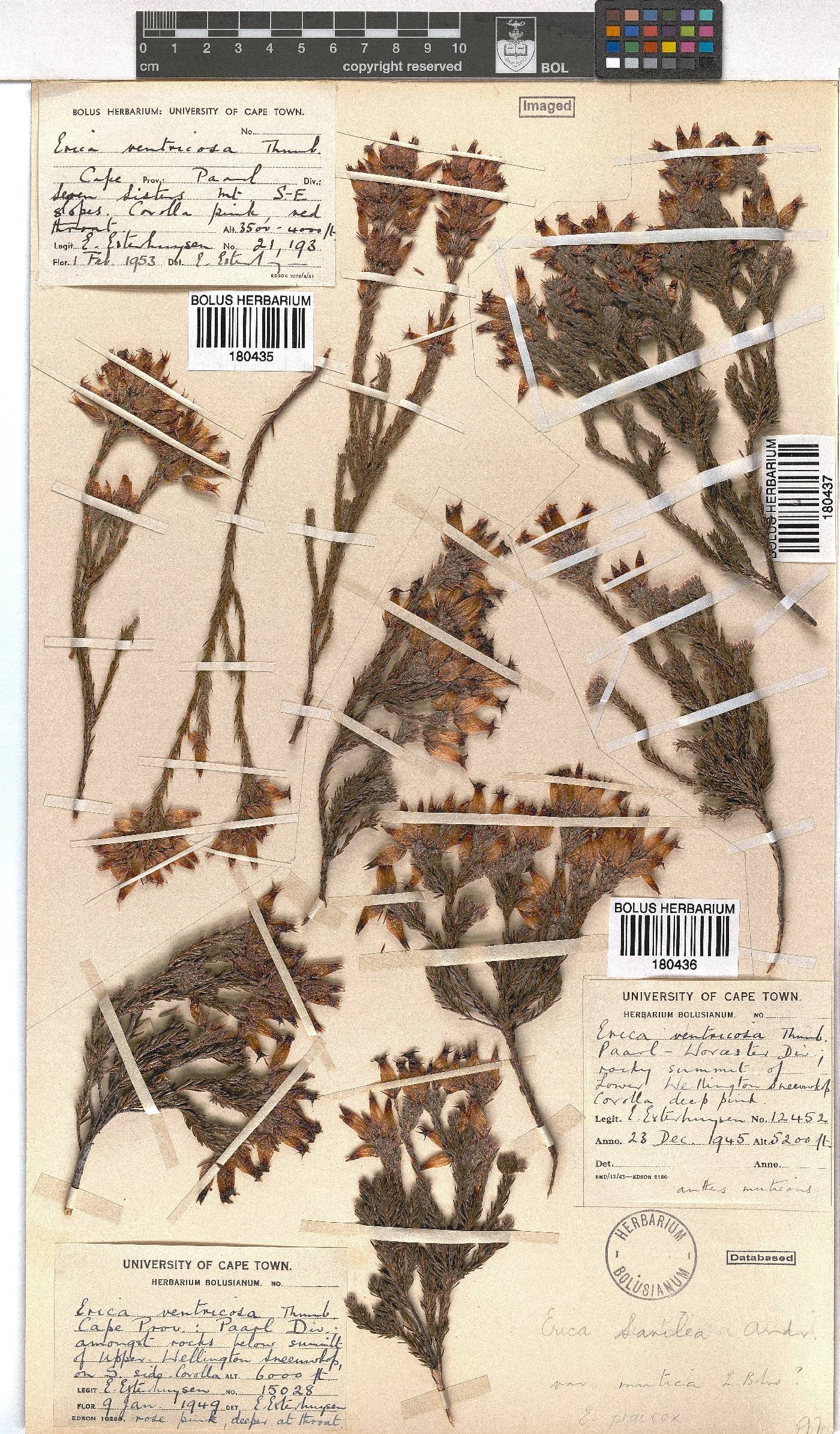 Erica savilea var. mutica image