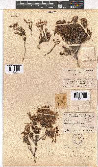 Erica savilea var. mutica image