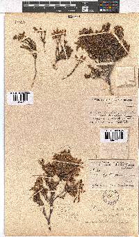 Erica savilea var. mutica image