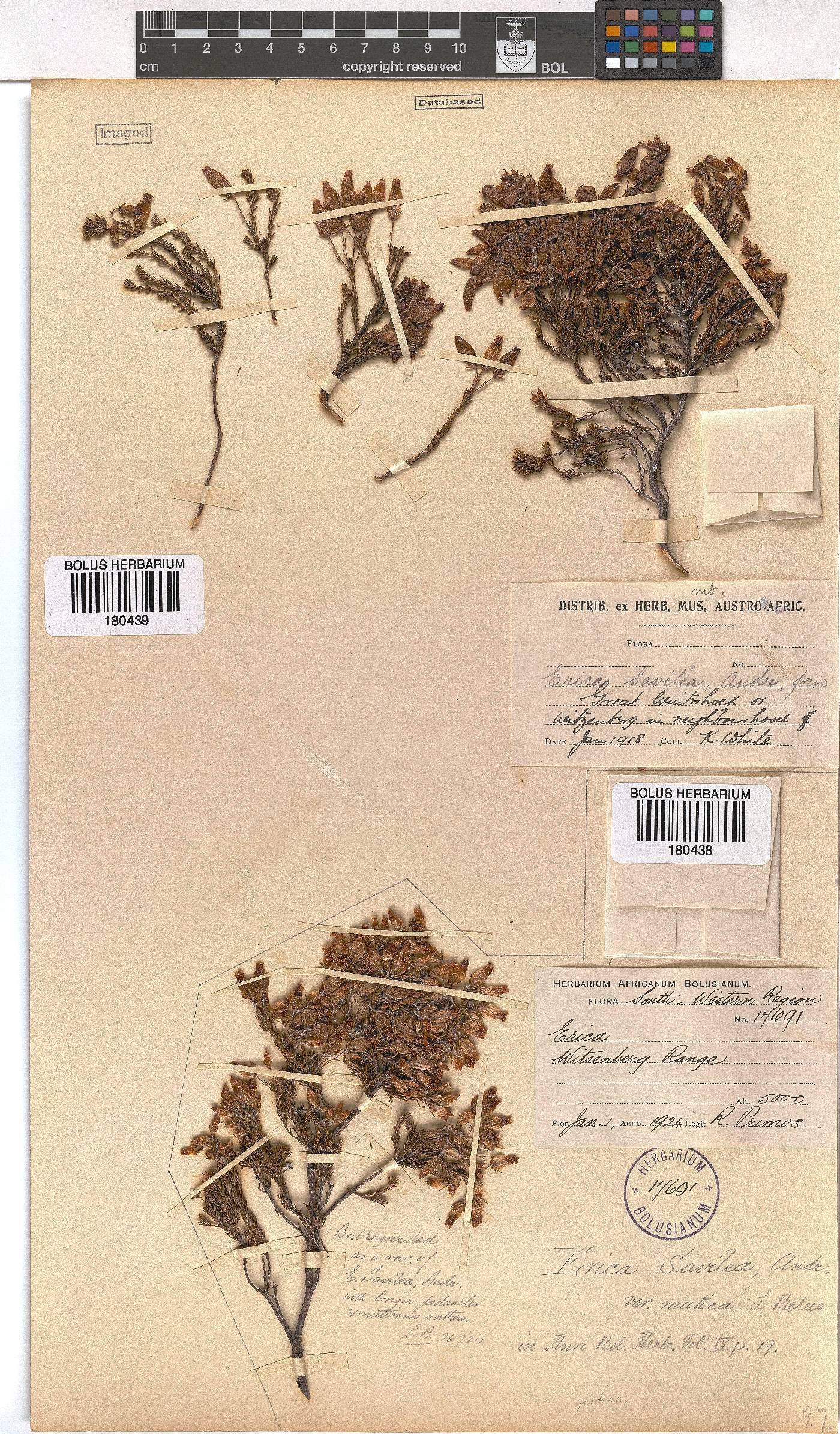 Erica savilea var. mutica image