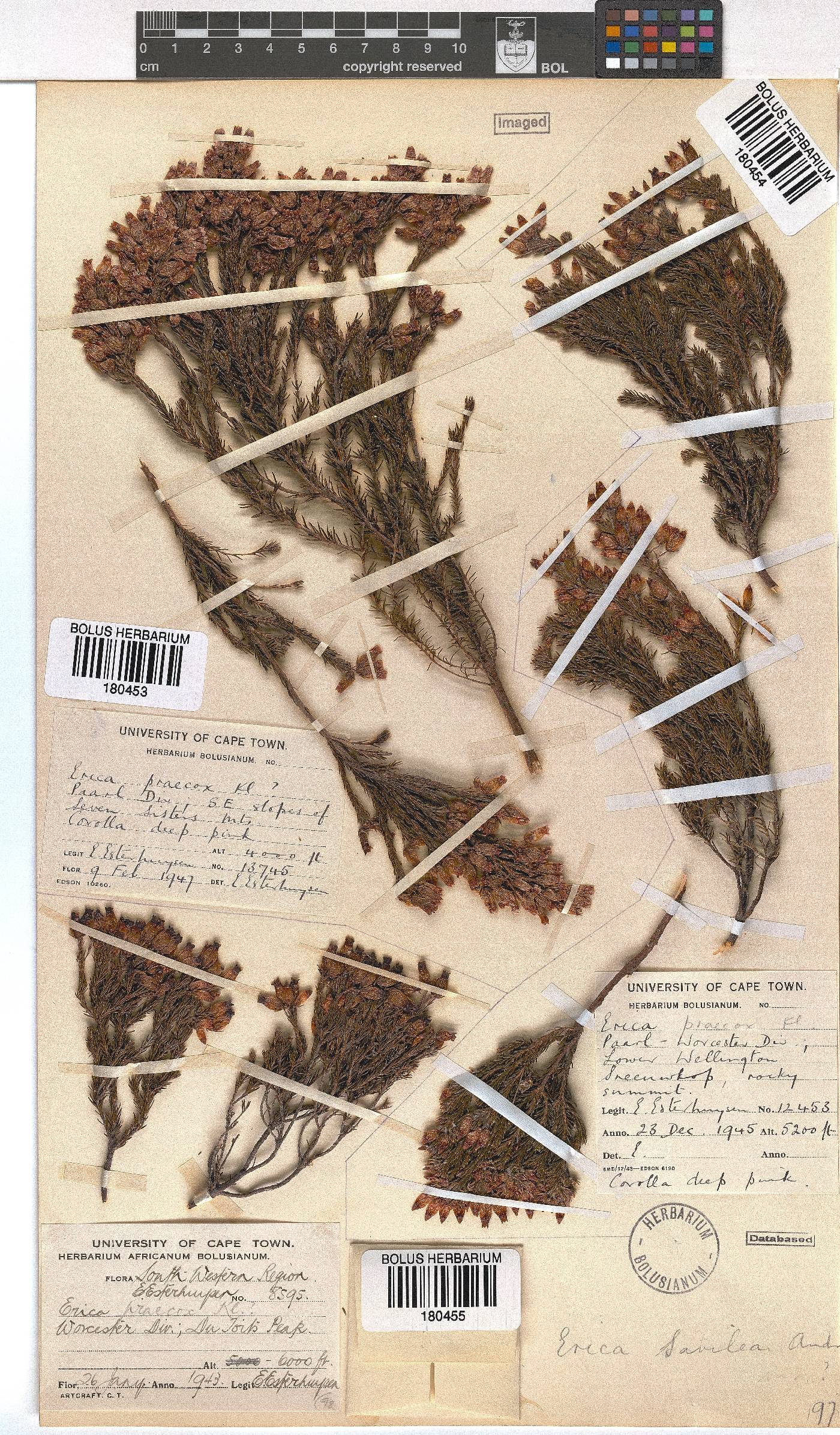 Erica savilea image