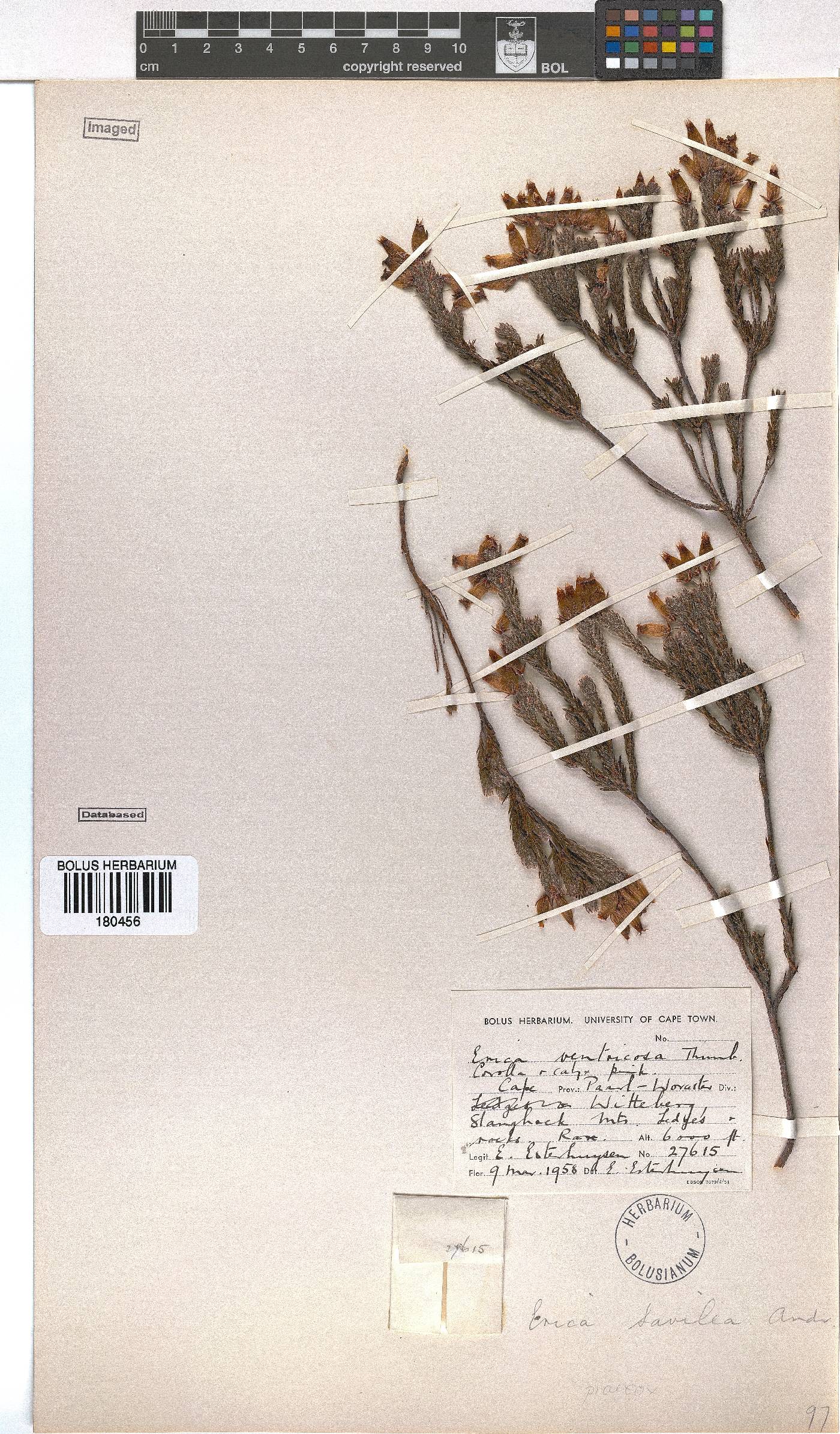 Erica savilea image