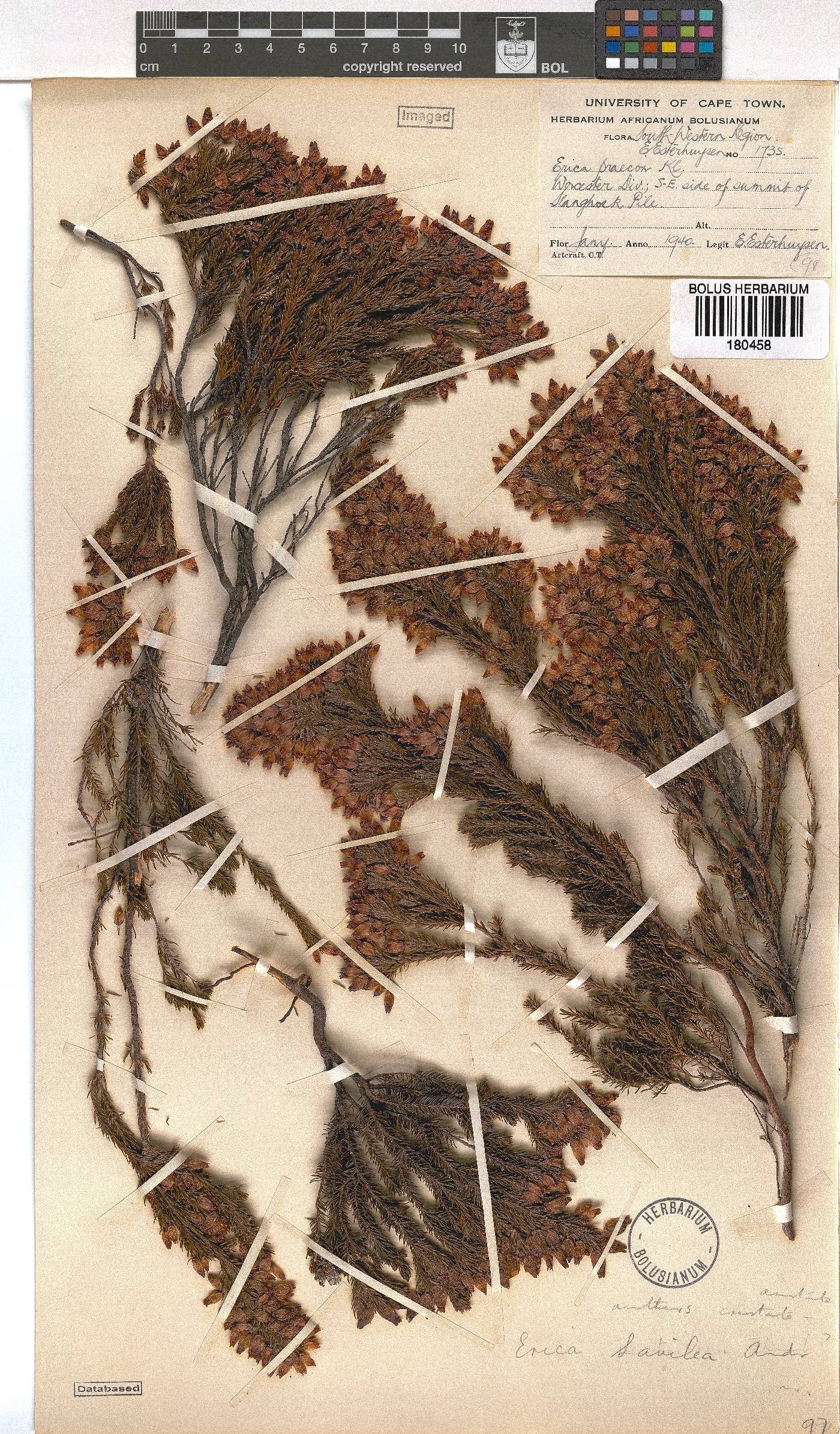 Erica savilea image