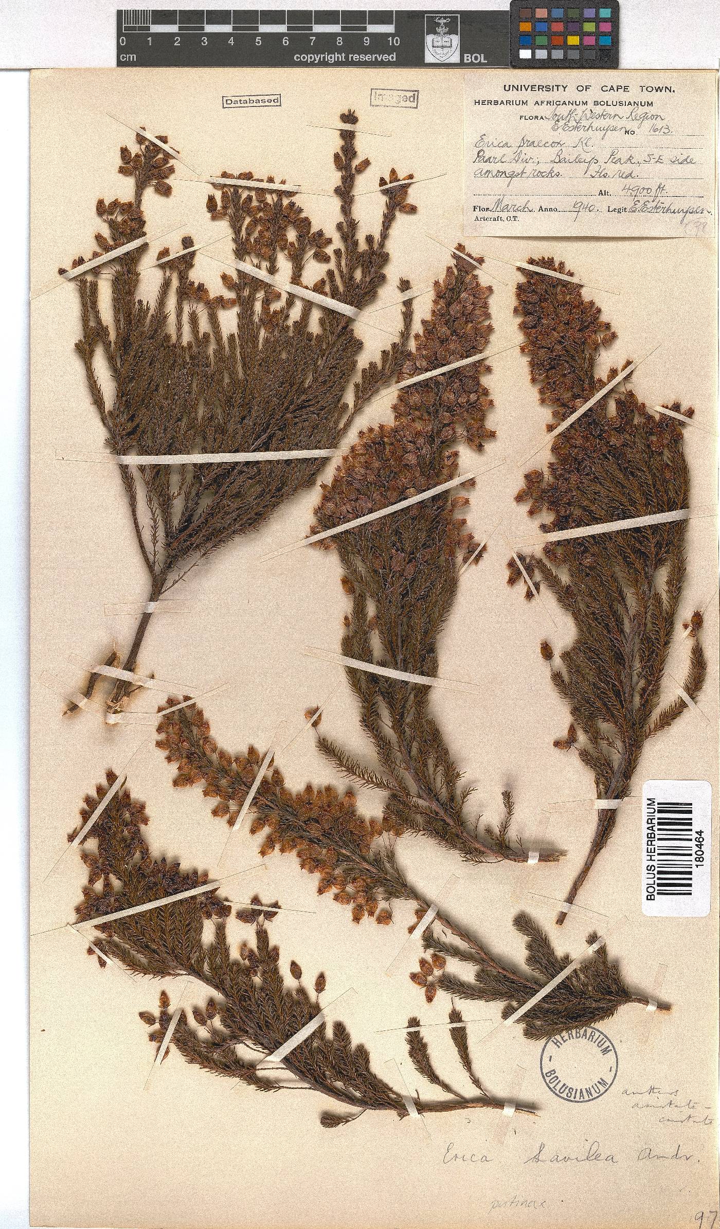 Erica savilea image