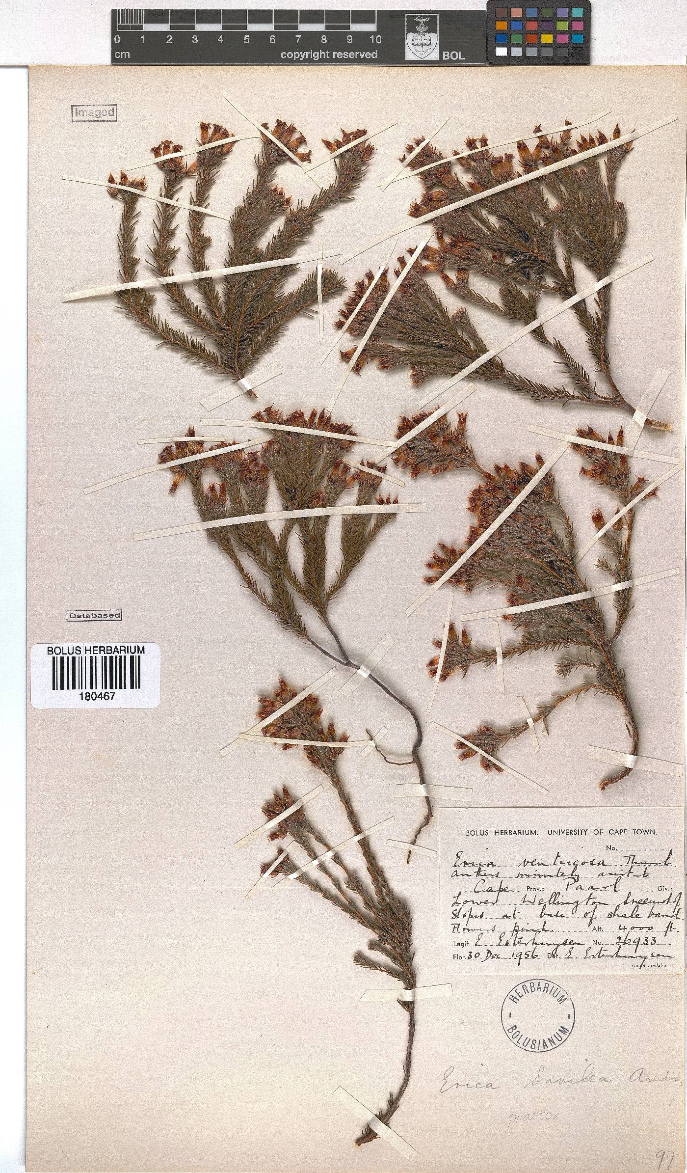 Erica savilea image