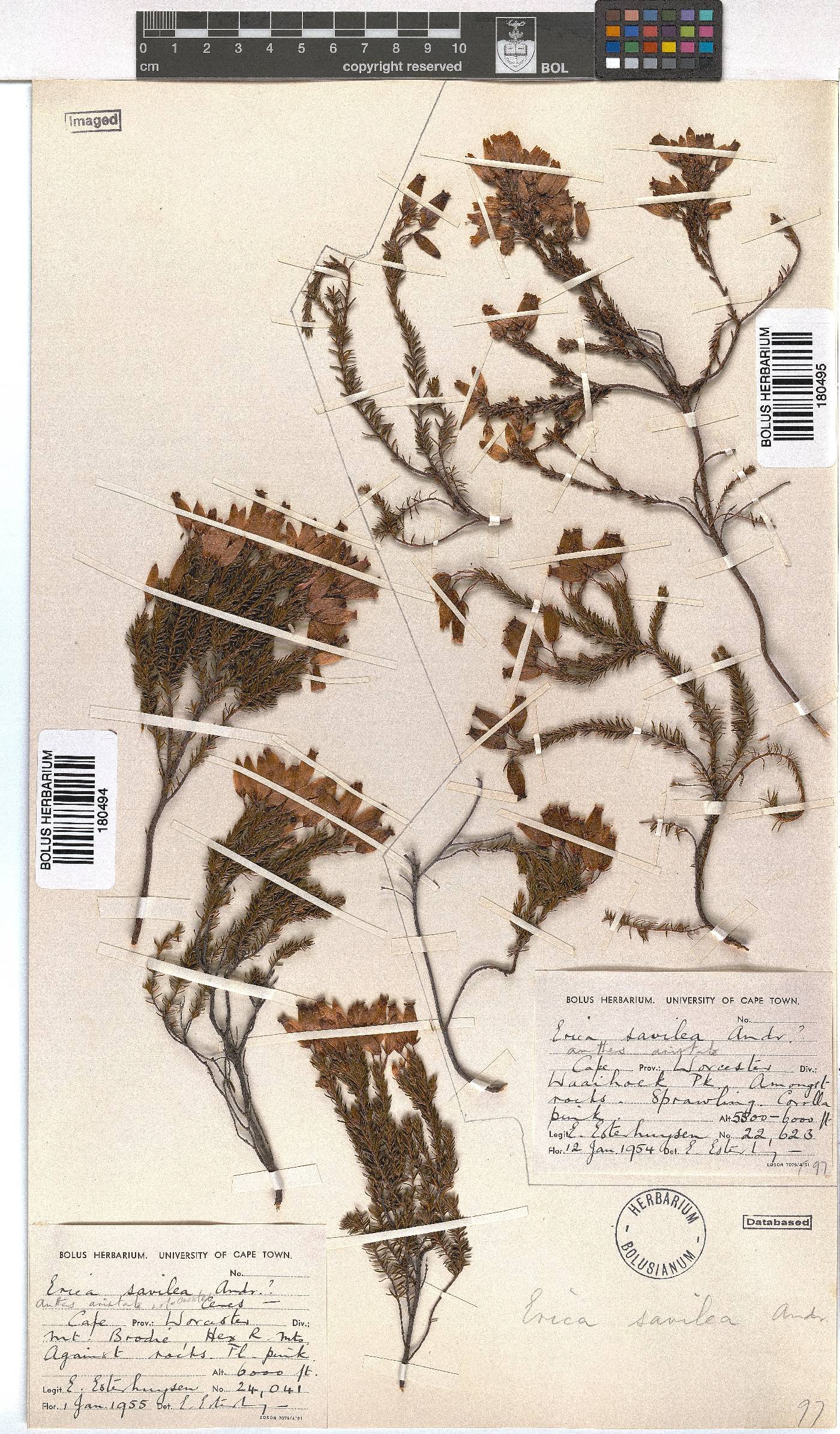 Erica savilea image