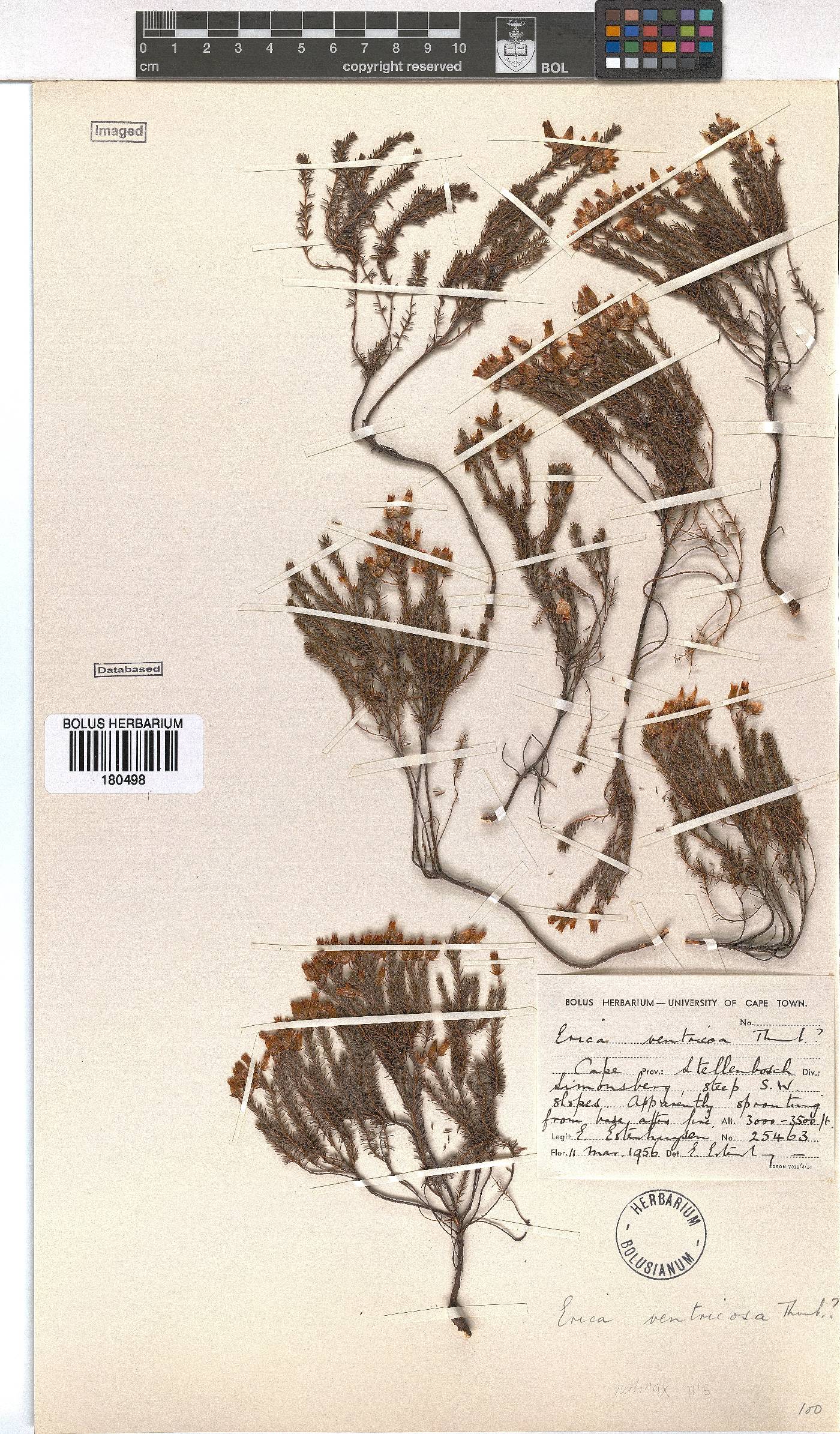 Erica savilea var. grandiflora image