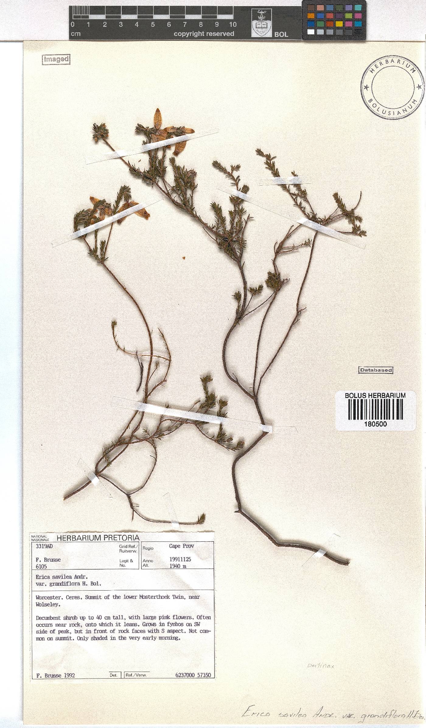 Erica savilea var. grandiflora image