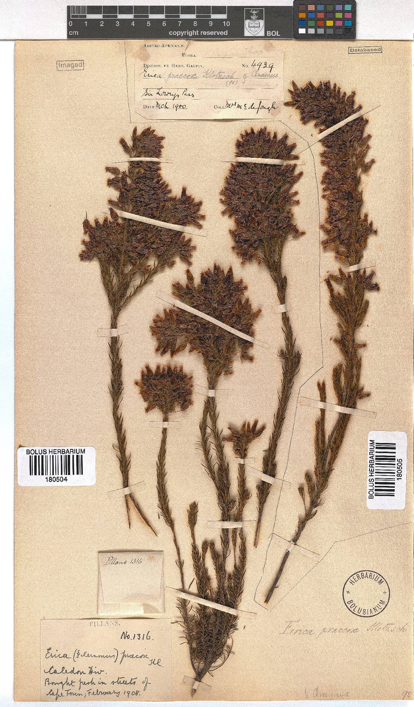 Erica praecox image