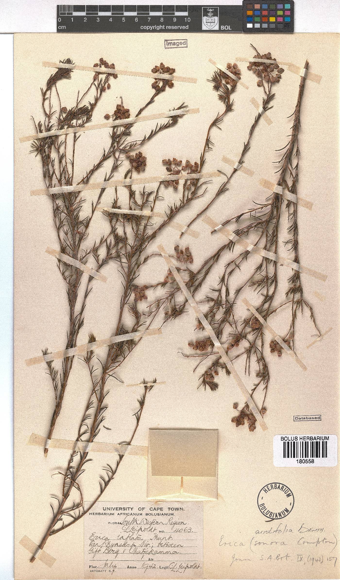 Erica aristifolia image