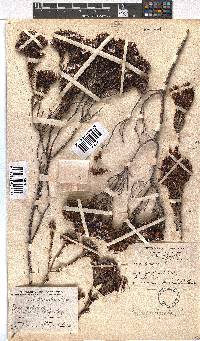 Erica fastigiata image