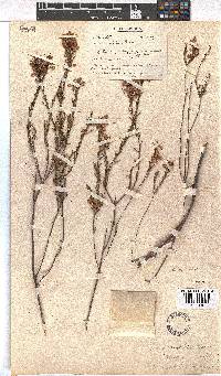 Erica aristifolia image