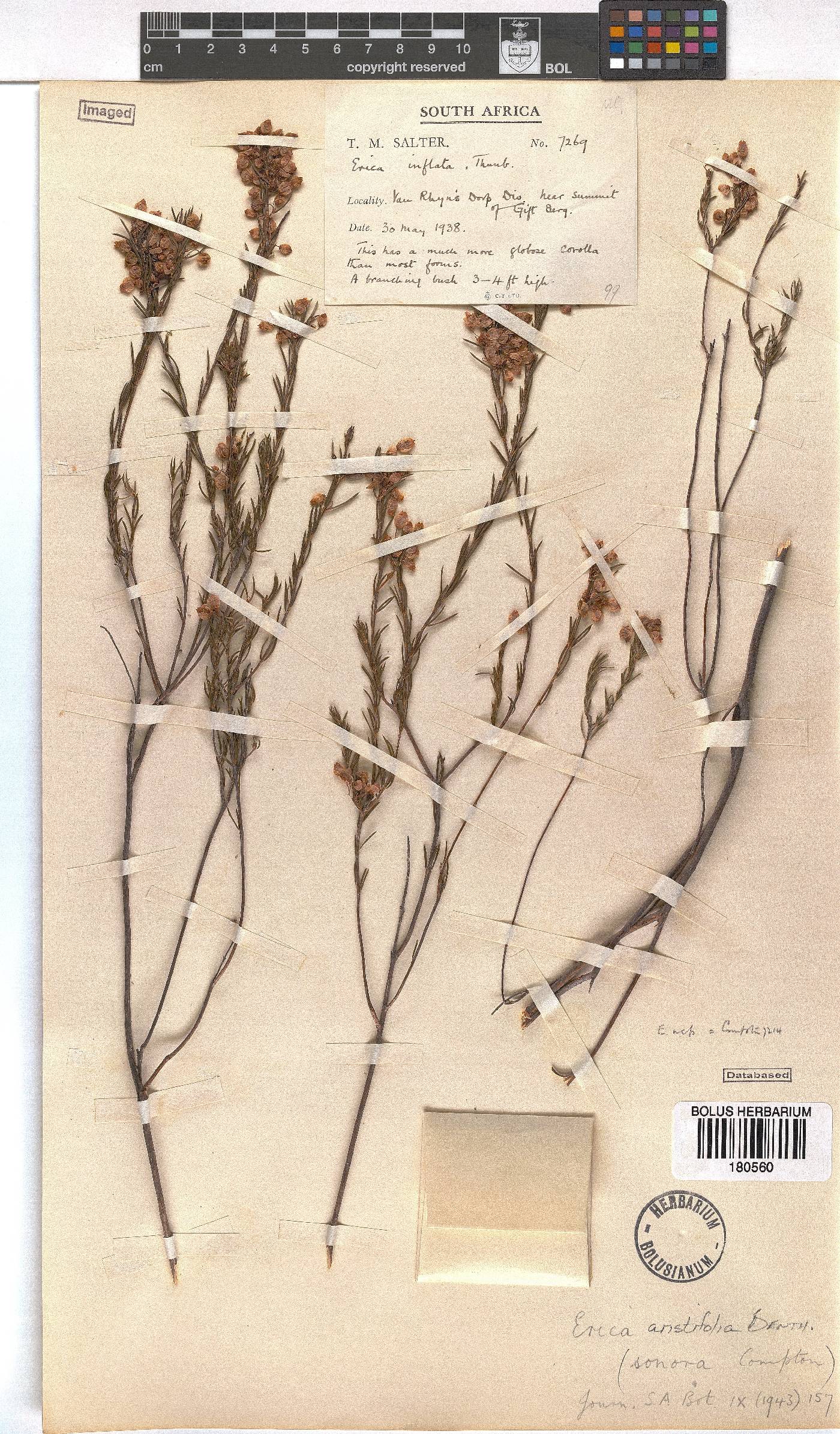 Erica aristifolia image