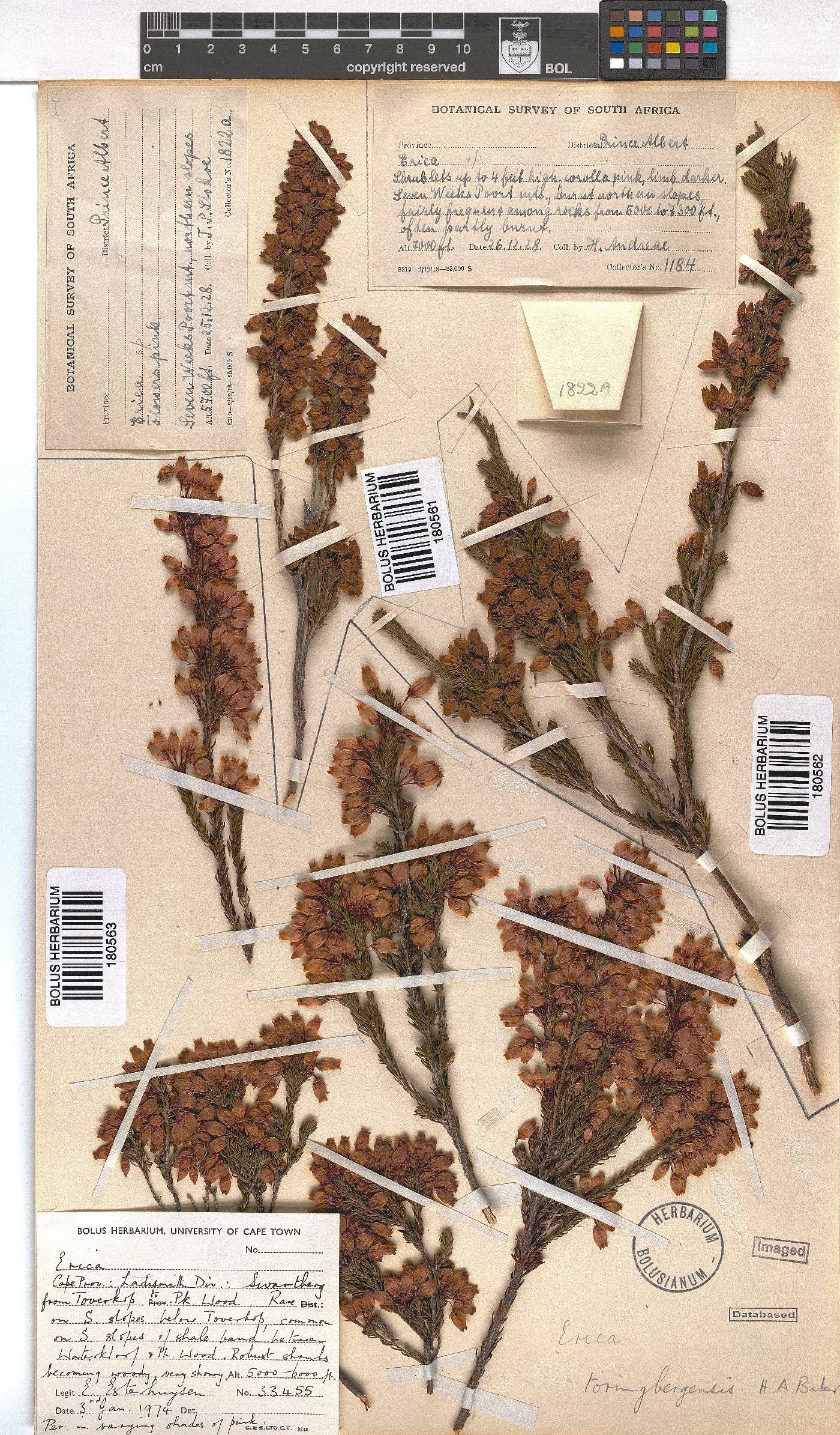 Erica toringbergensis image