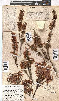 Erica toringbergensis image